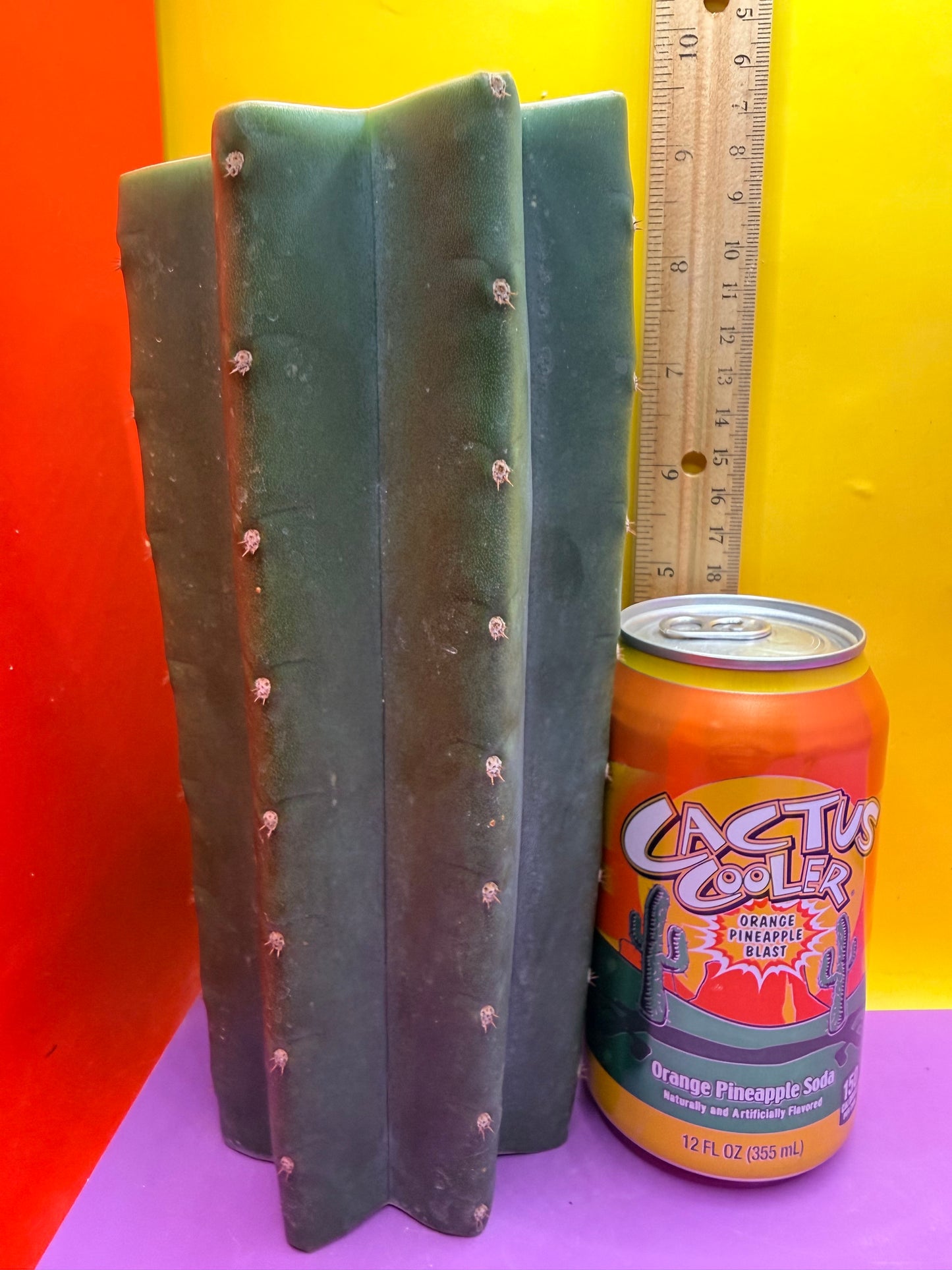 Mature Cahuilla cactus Mid section cutting