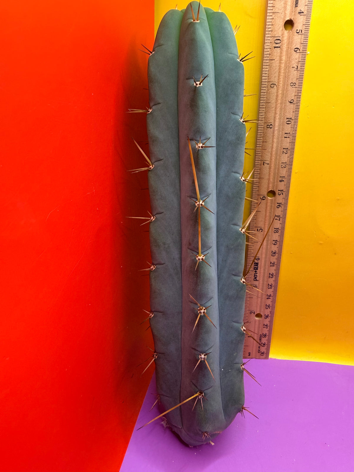 Yowie x Wowie cactus cutting