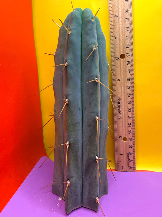“H1” Trichocereus Bridgesii
