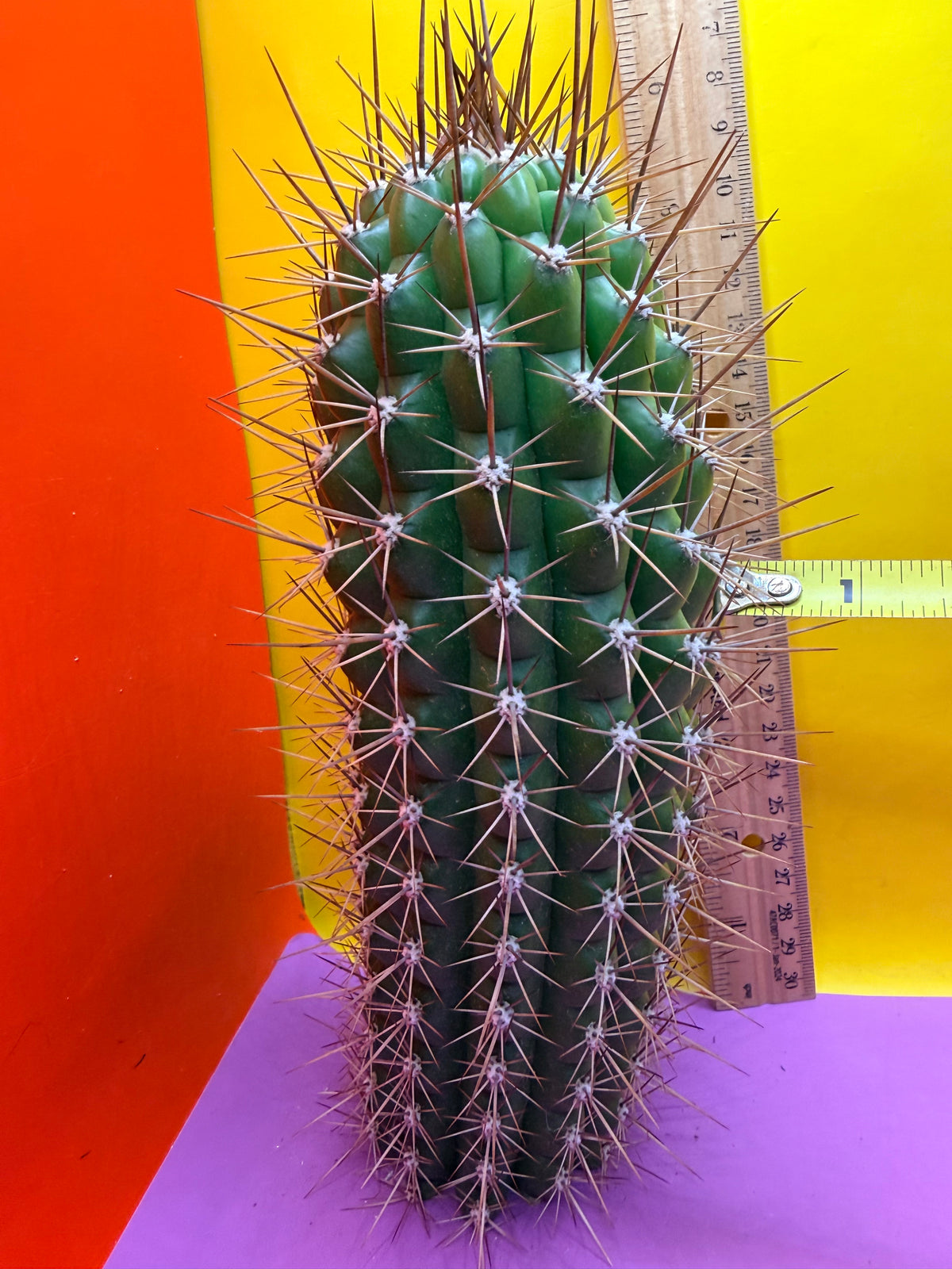 Trichocereus thelegonus