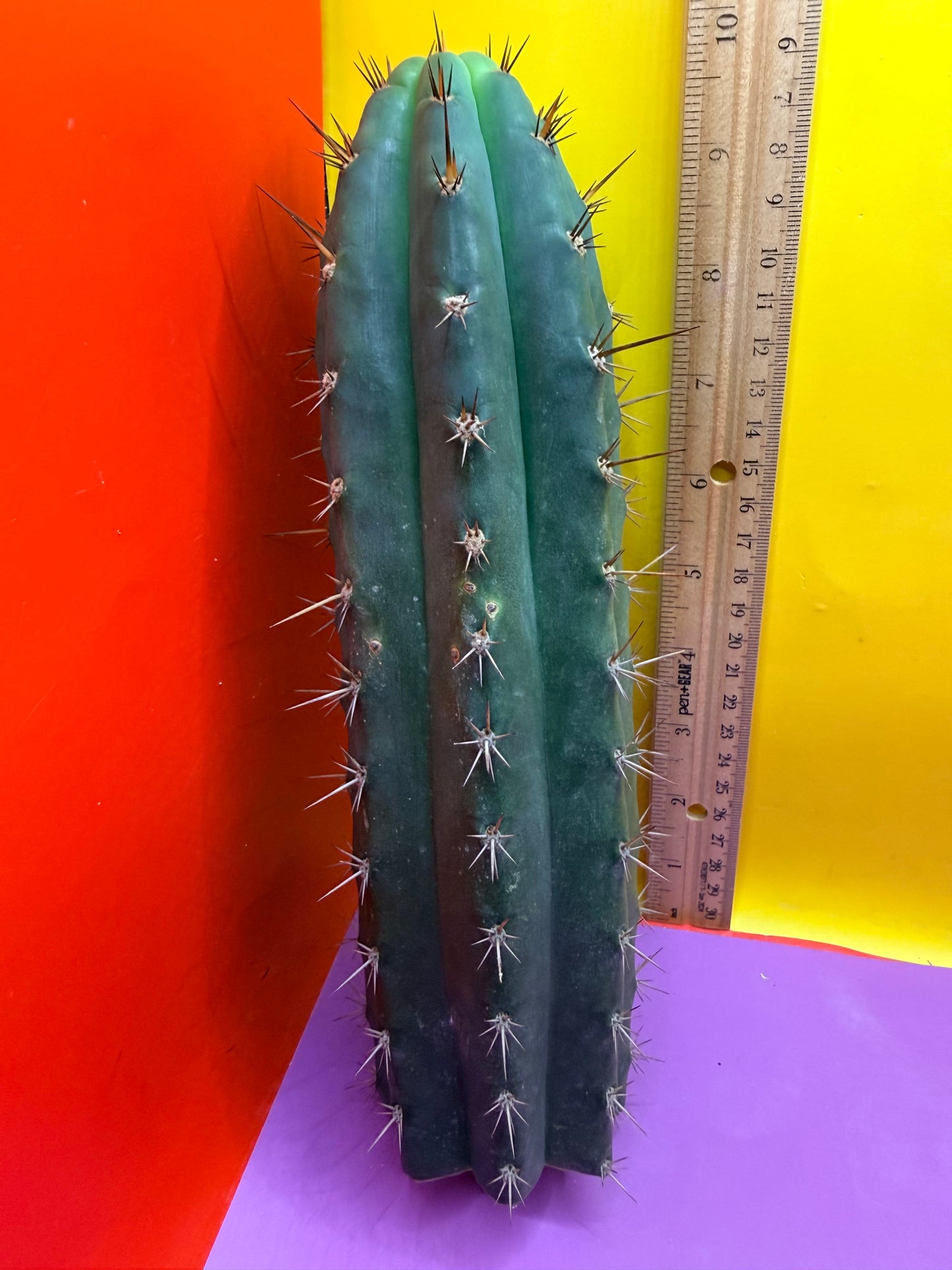 “RC’s T.P. 🧻”  trichocereus peruvianus !!