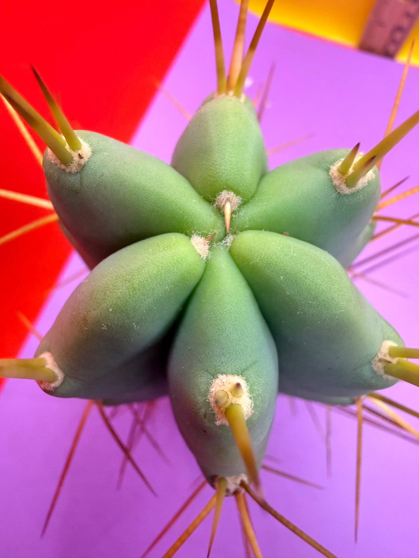 Reverted PENiSCACTUS !!! Longform tbmA