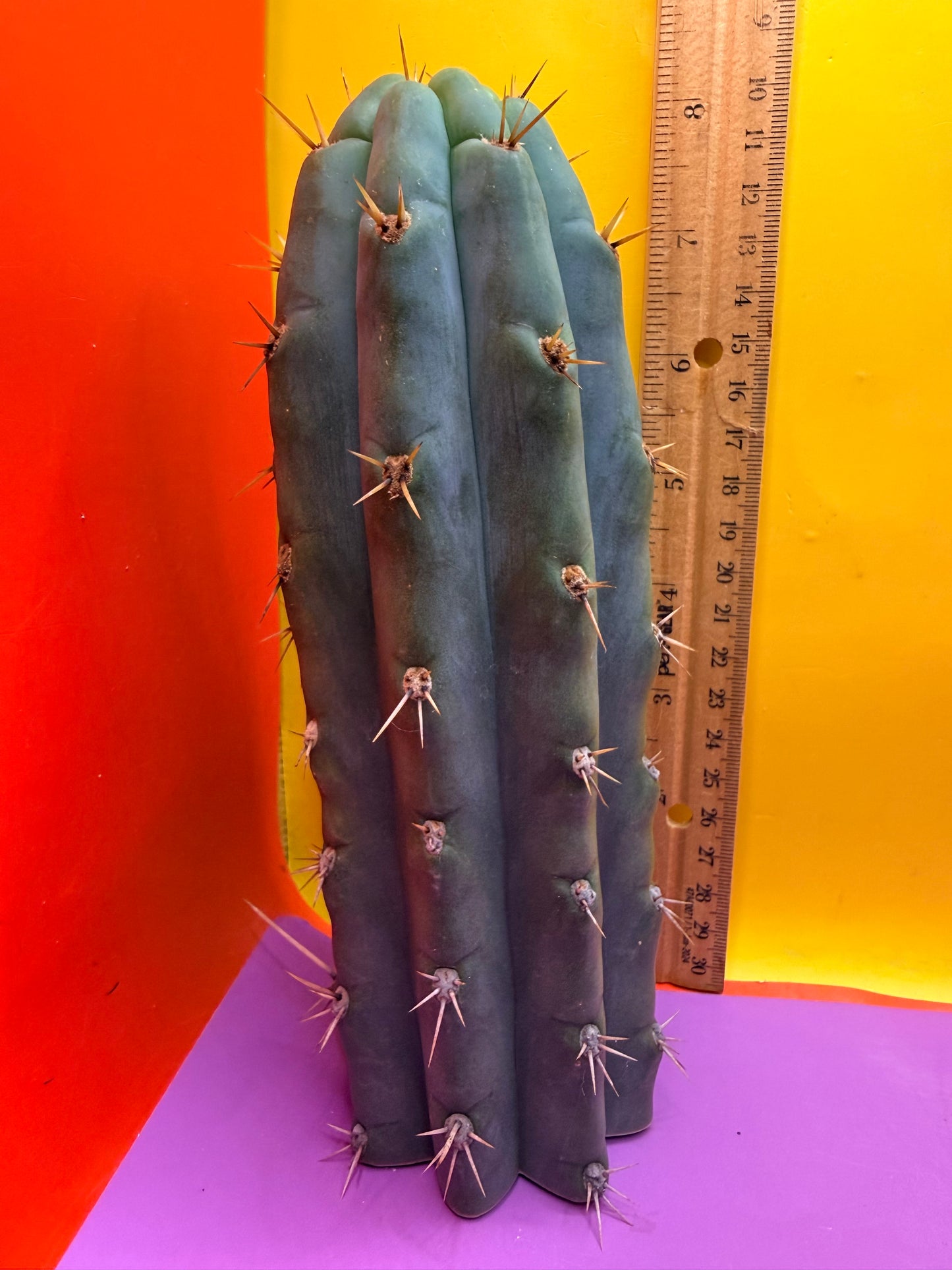 Trichocereus peruvianus