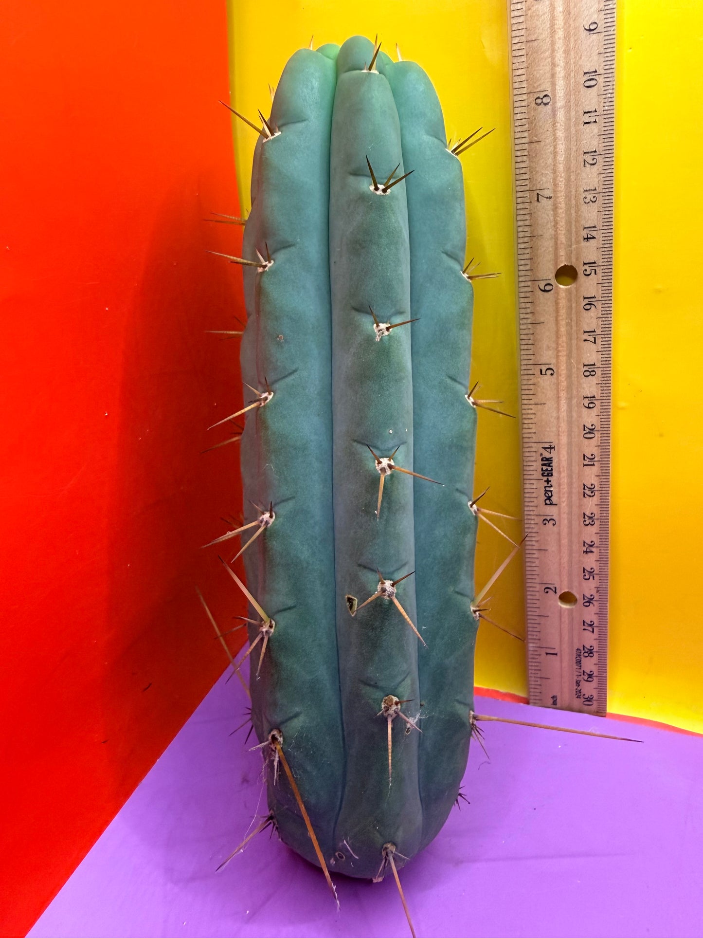 Yowie x Wowie cactus cutting