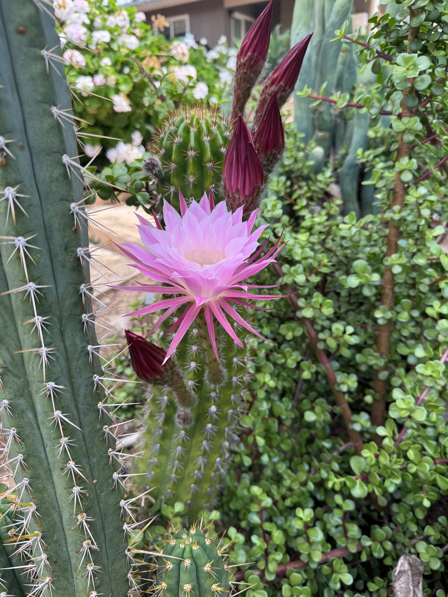 Trichocereus seeds !!!