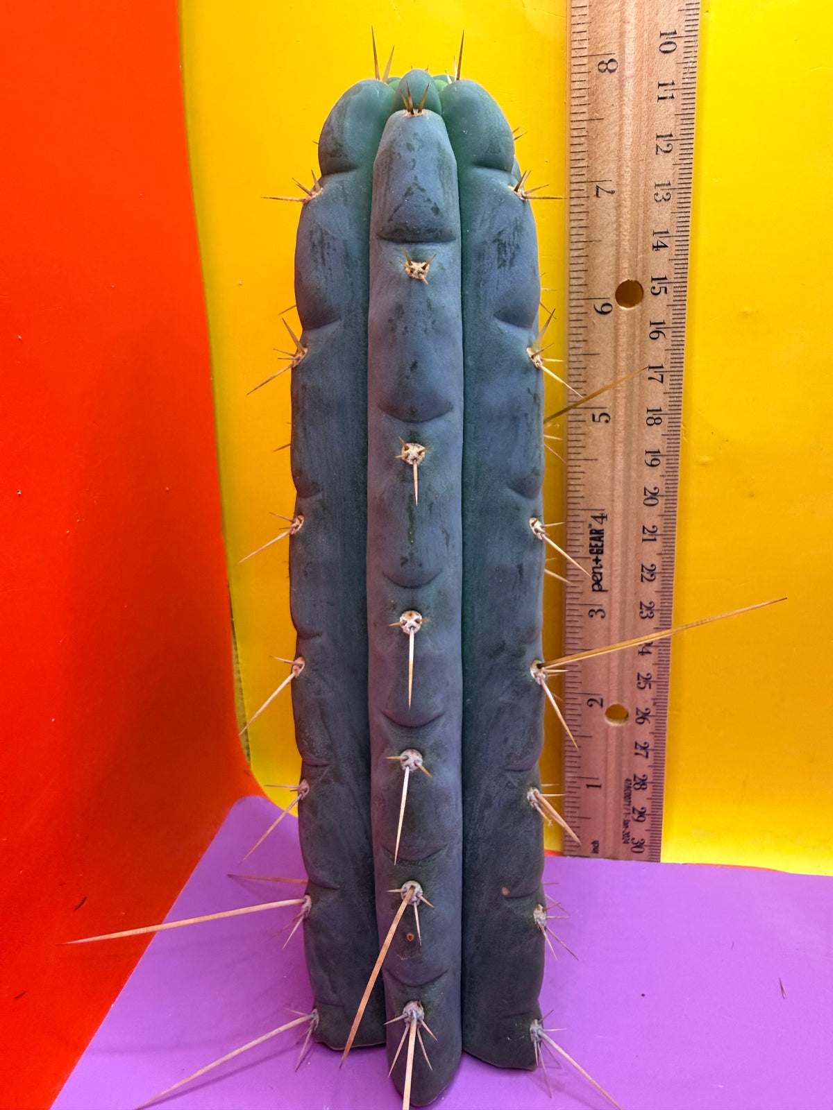 Kimura’s Spiny Giant X SS02