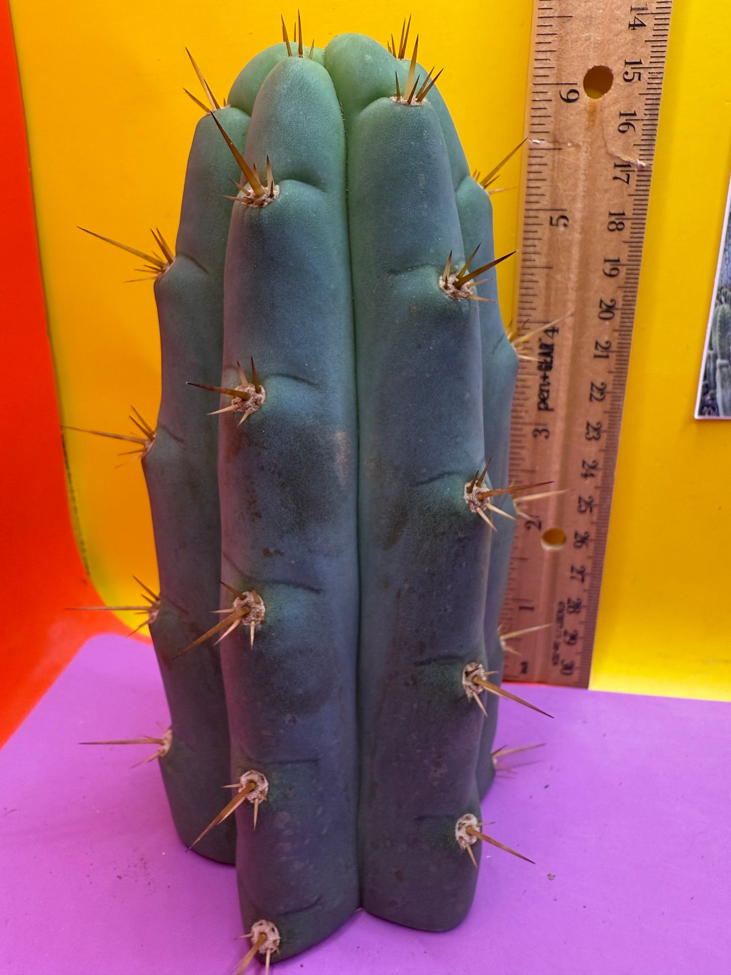 Trichocereus Bridgesii SS02 O.P. !
