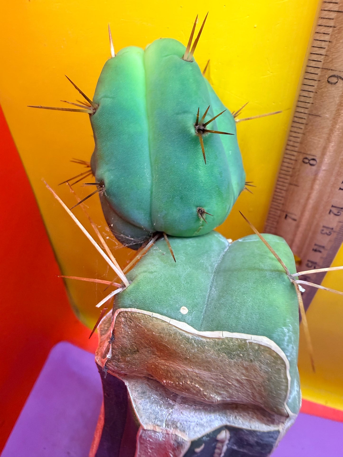 Cactus Kate Bridgesii Graft