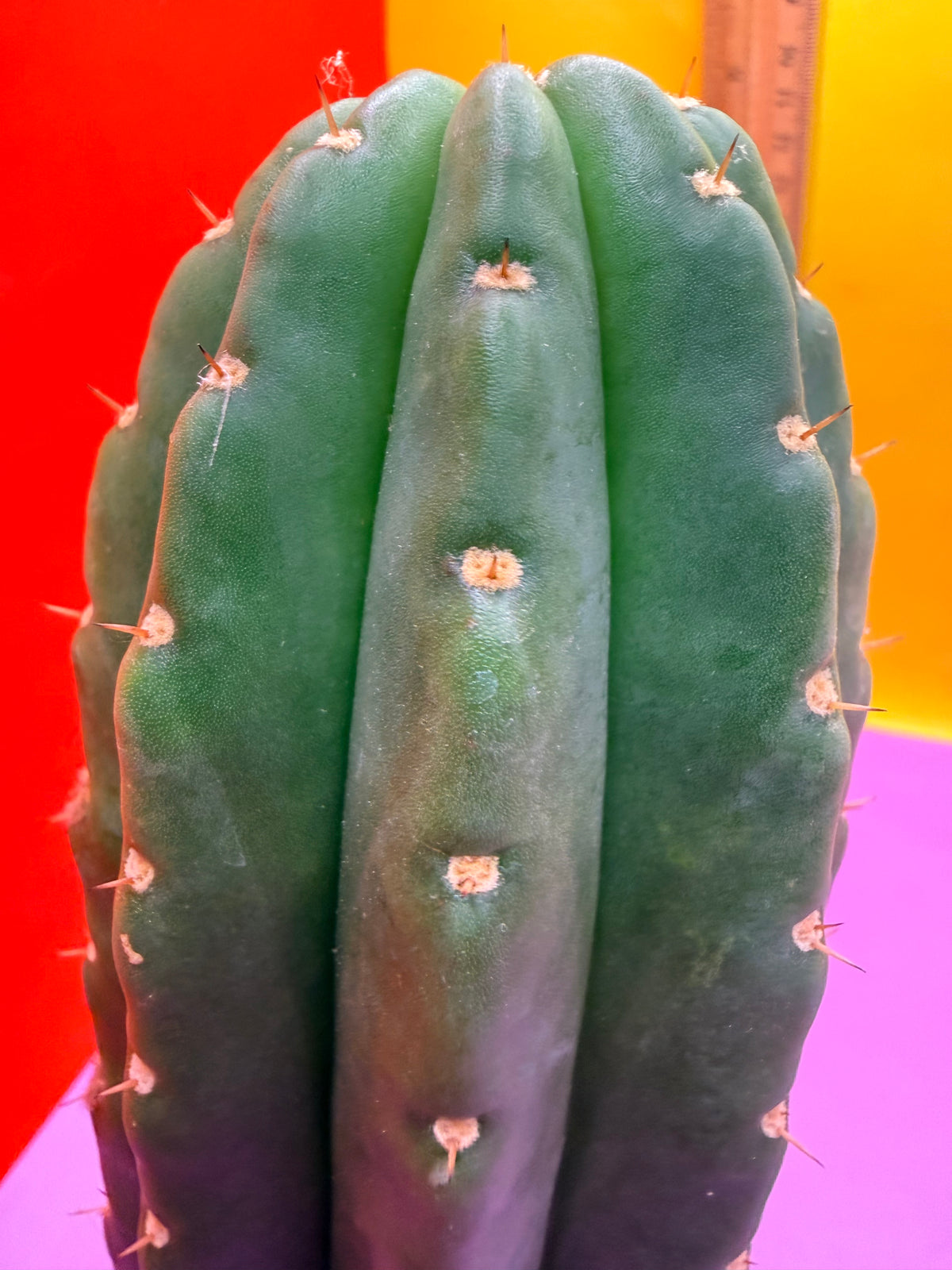 CACTO HEBRIDO over 3” THIC !