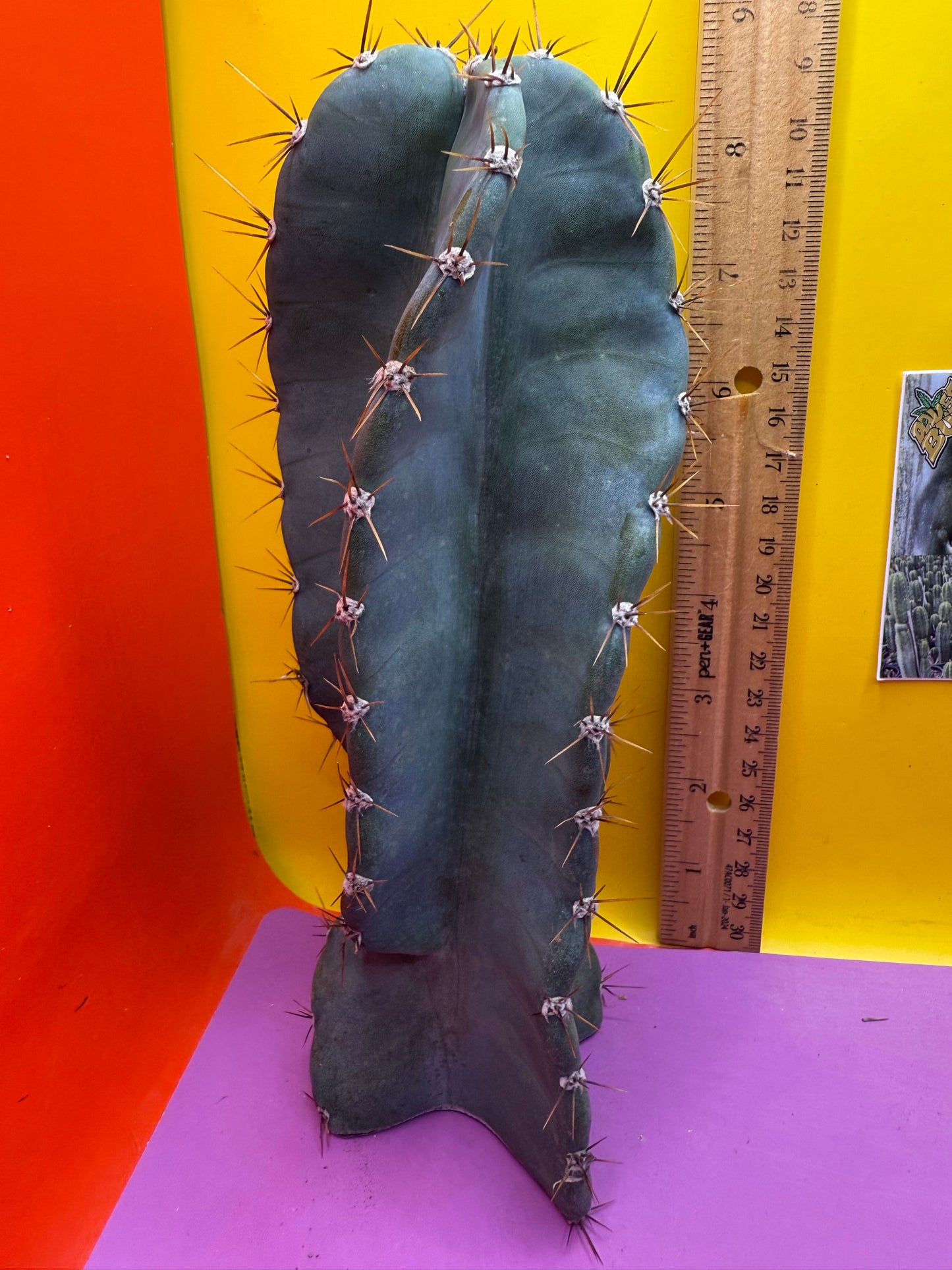 Spiral Cactus !!!