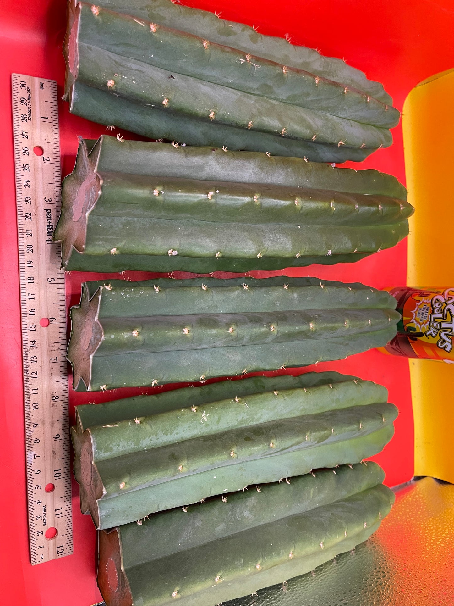 San Pedro Cactus cutting - Medium 8”-10”ready to ship !