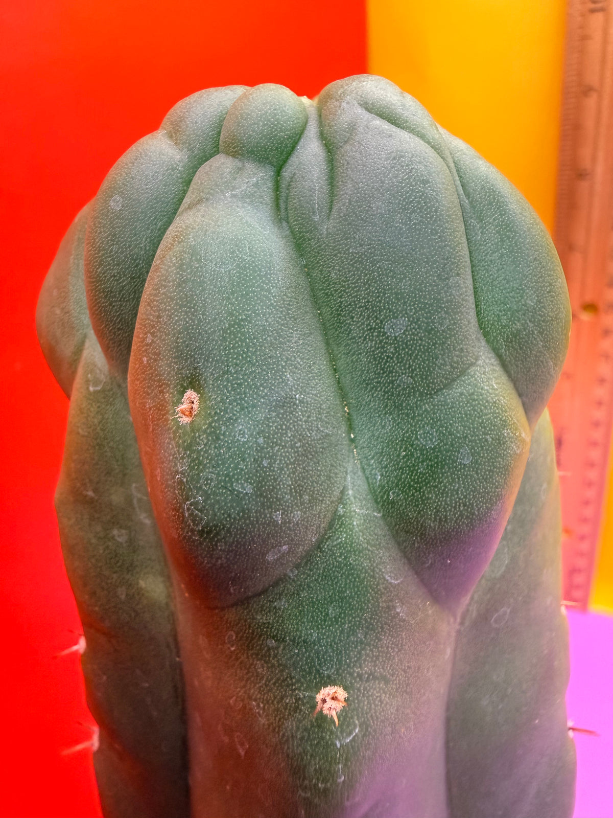 Monstrose San Pedro cactus - TPM !