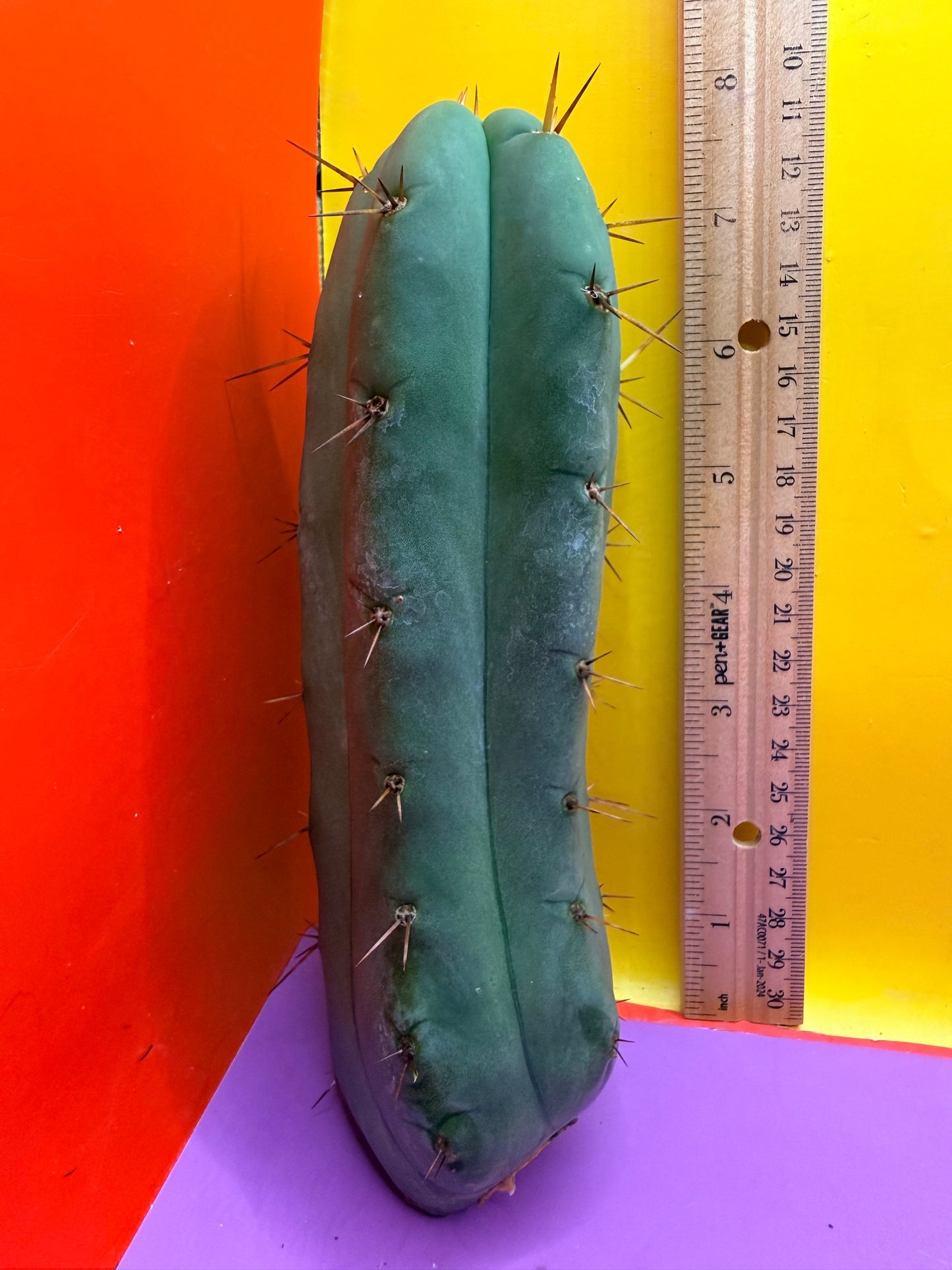 Yowie x Wowie cactus cutting