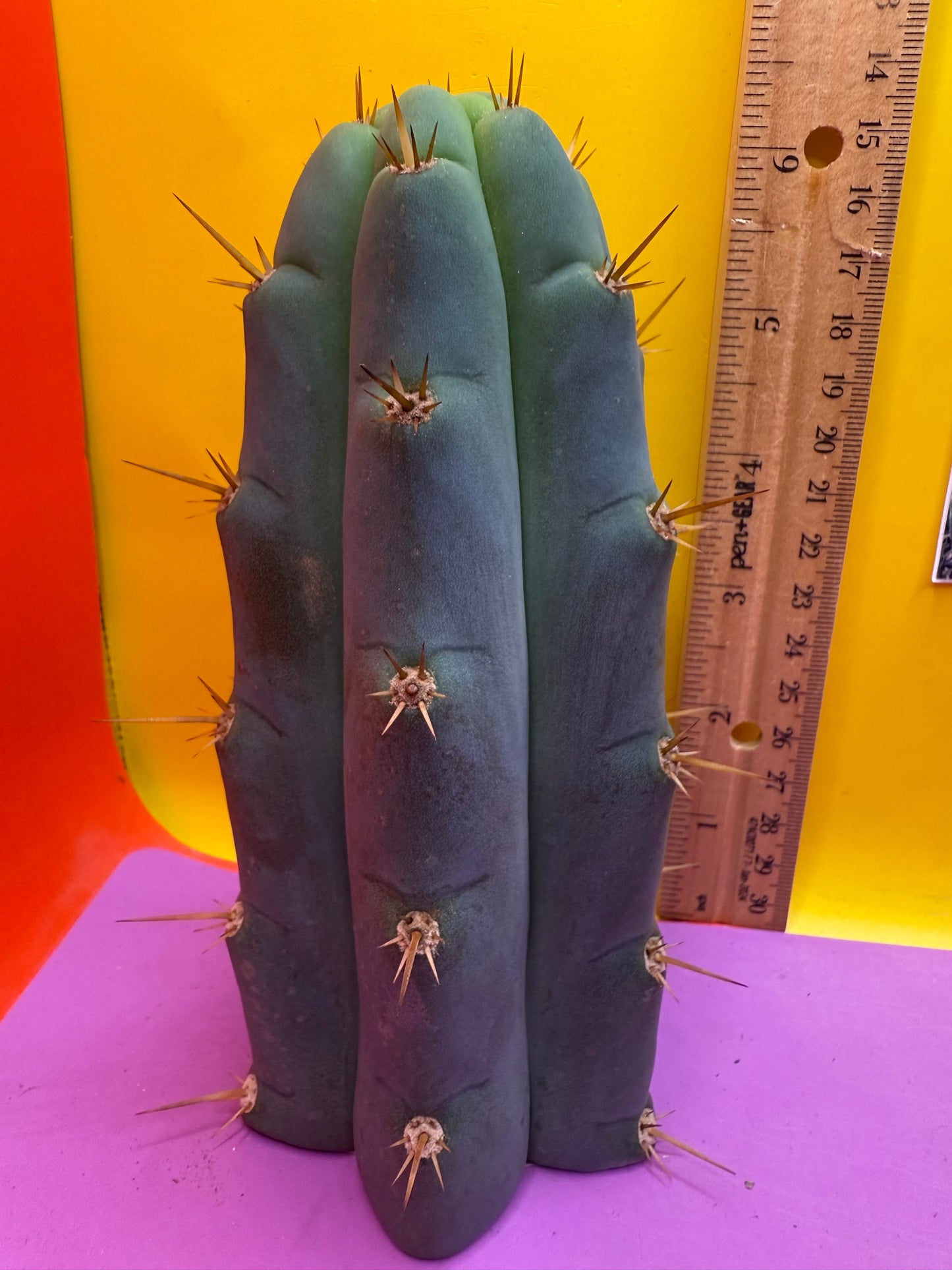 Trichocereus Bridgesii SS02 O.P. !