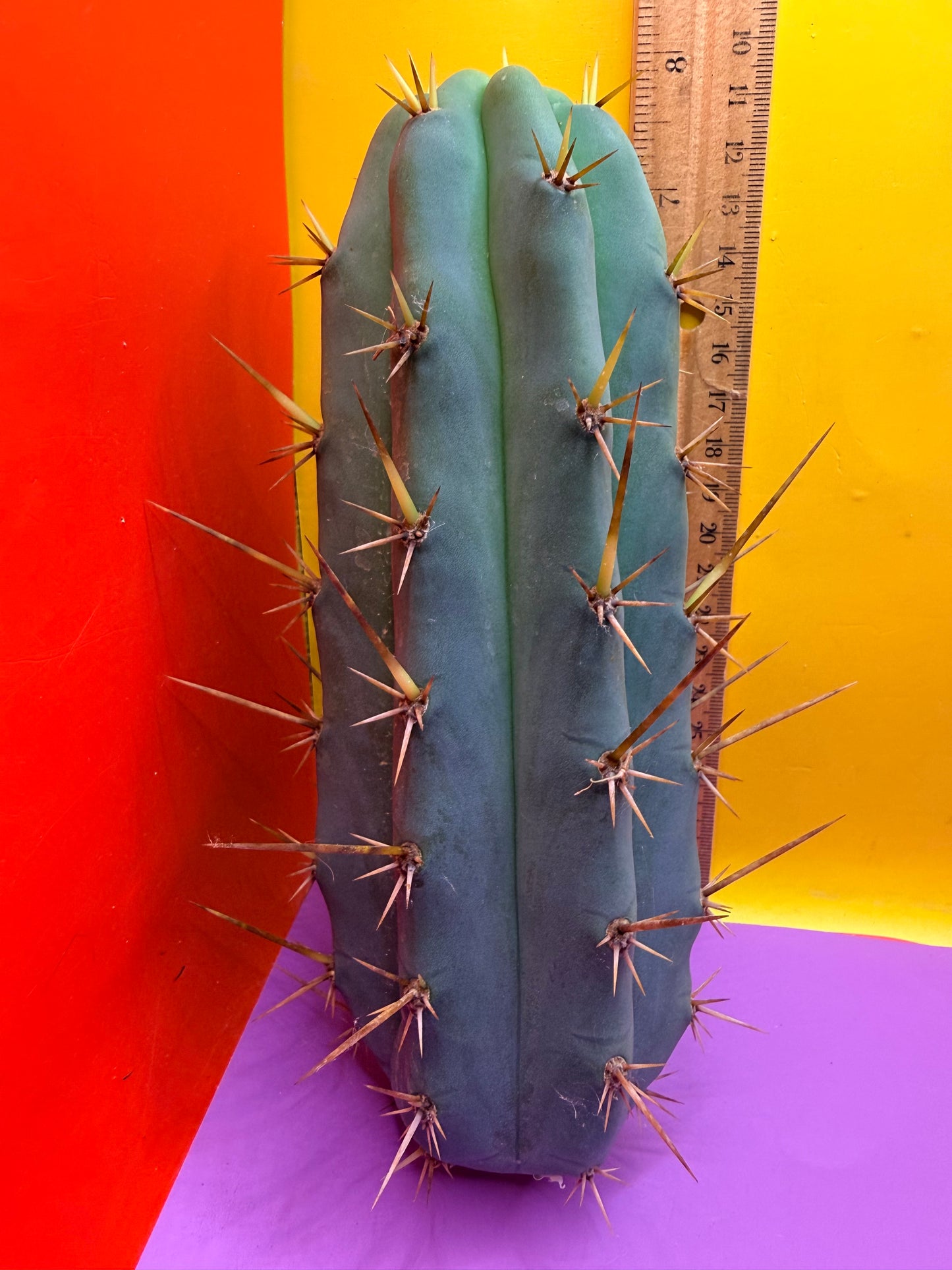 TIG X YOWIE- SAN pedro cactus
