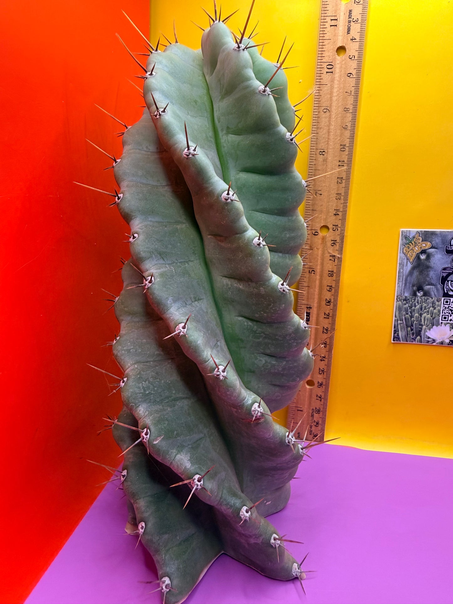 SPIRAL 🌀 CACTUS 🌵!!!