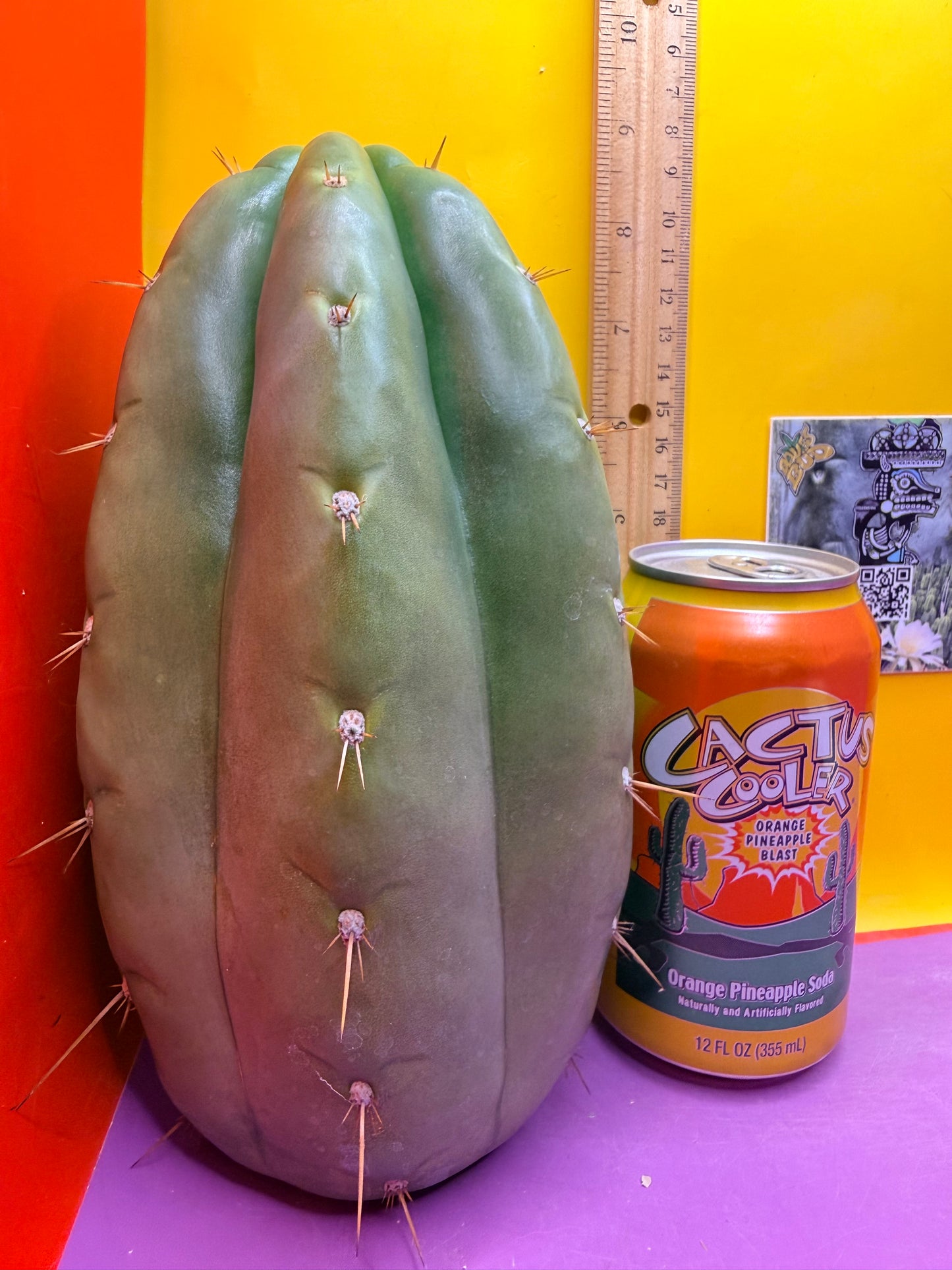 Fat huanucoensis “DON HUAN” over 4” thic !!!
