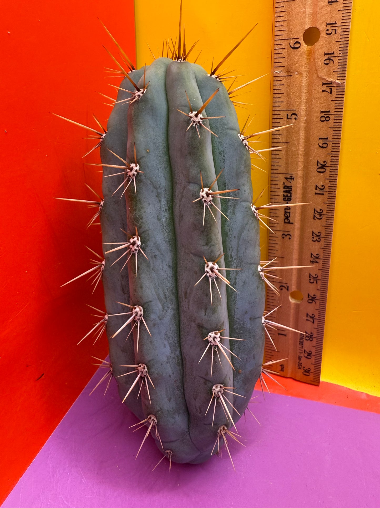 Trichocereus Matucana !