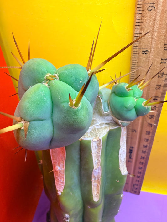 EL SERPIEÑTE Double pup Graft!