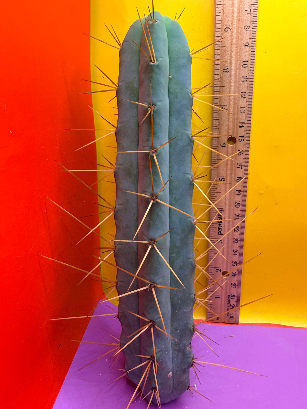Kactus Kate Bridgesii