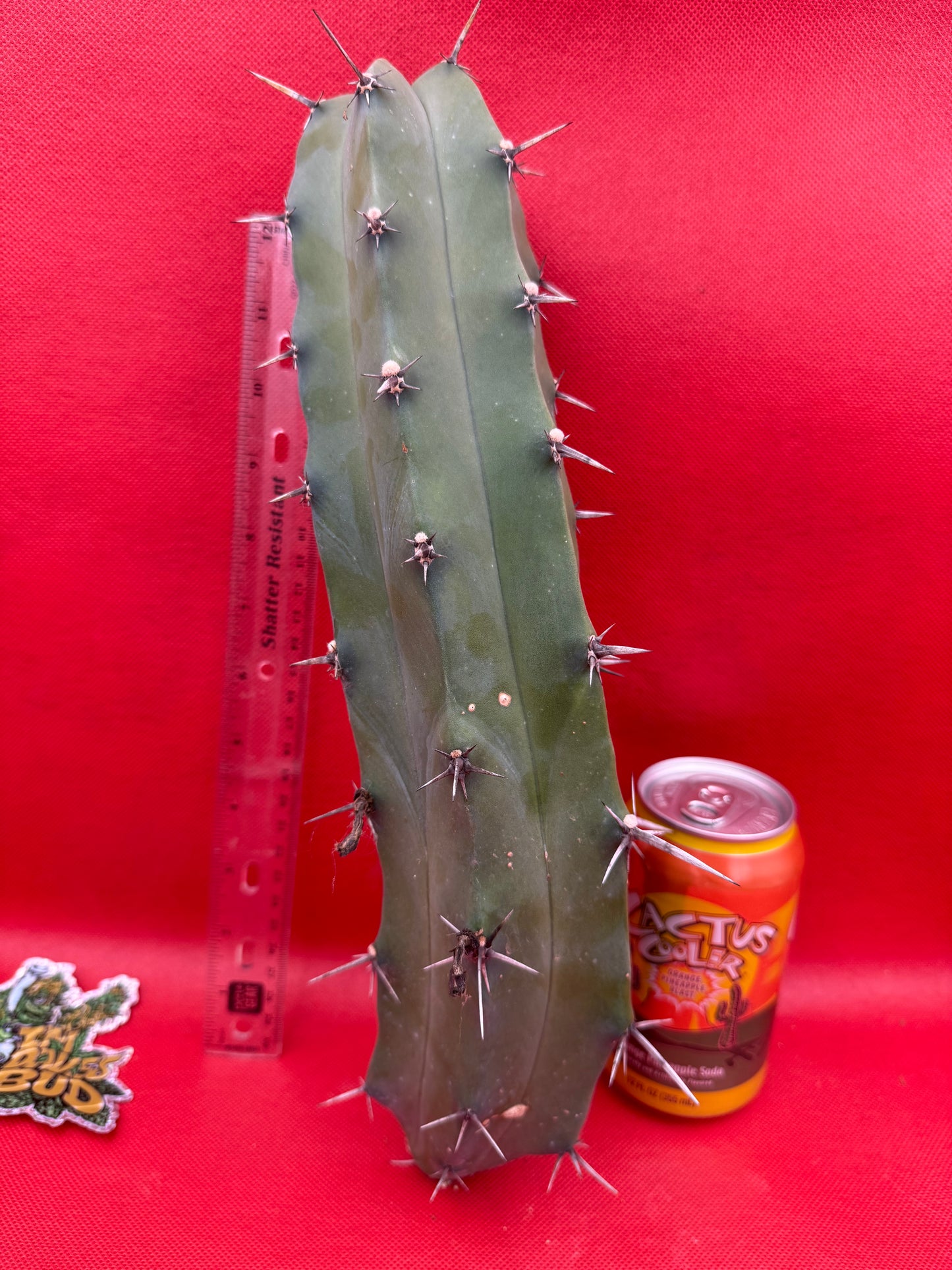 Myrtillocactus geometrizans