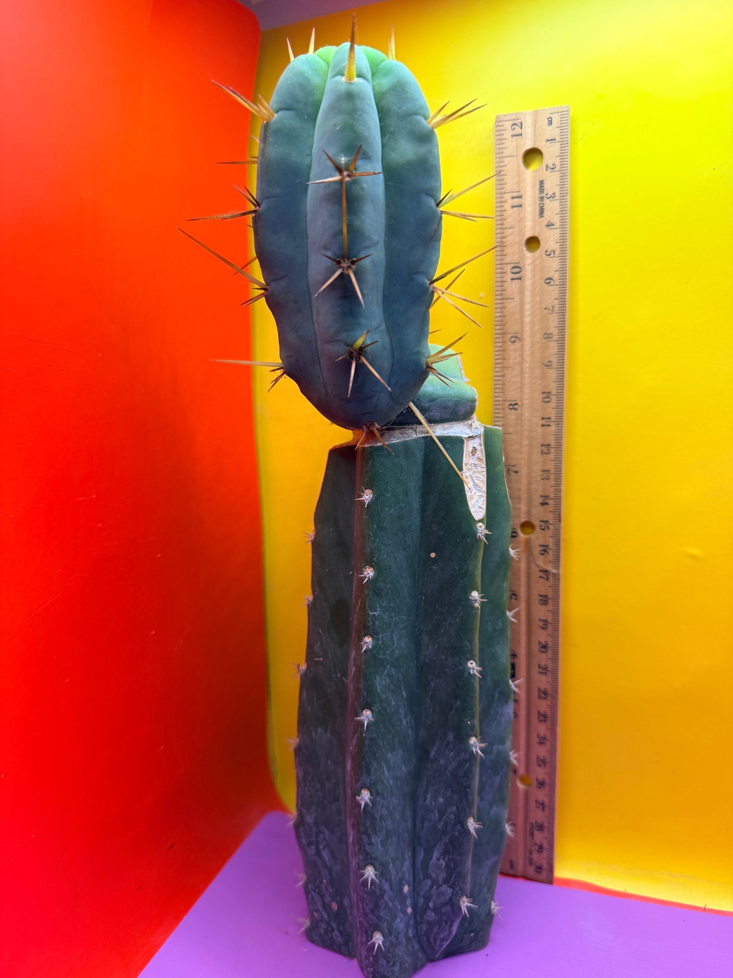 Grafted El Serpieñté