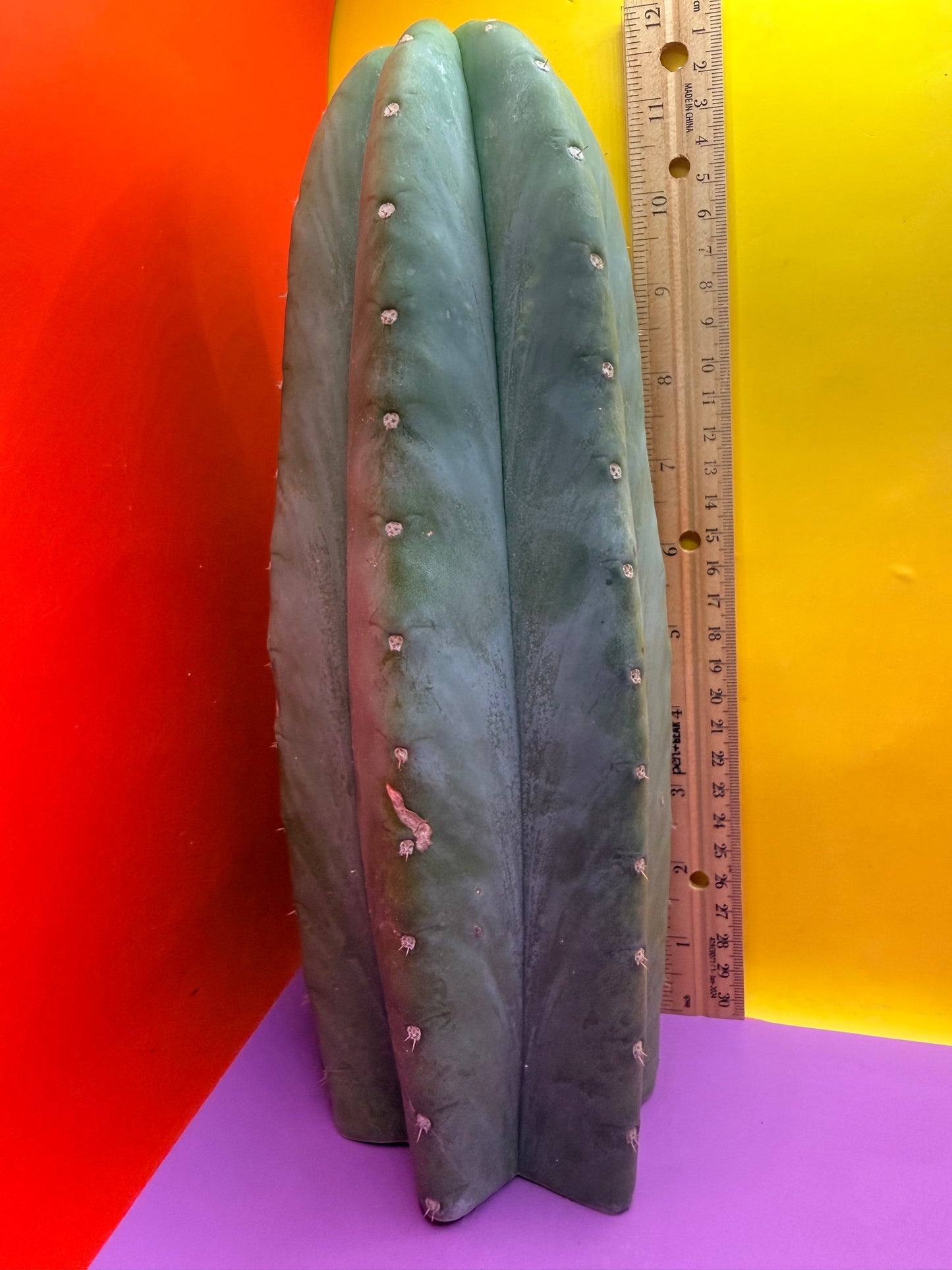 Cahuilla !!