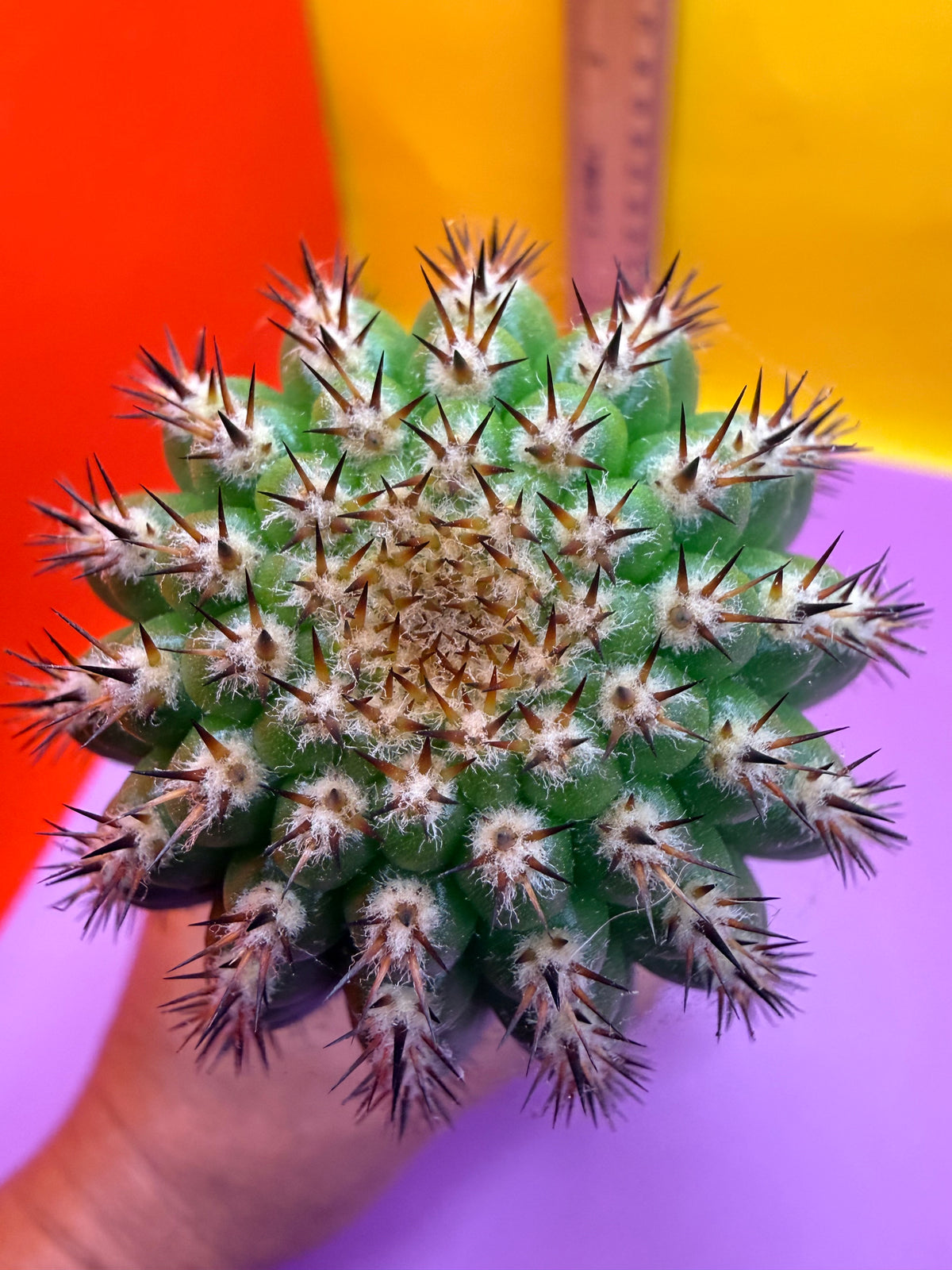 Trichocereus Brevispinulosus