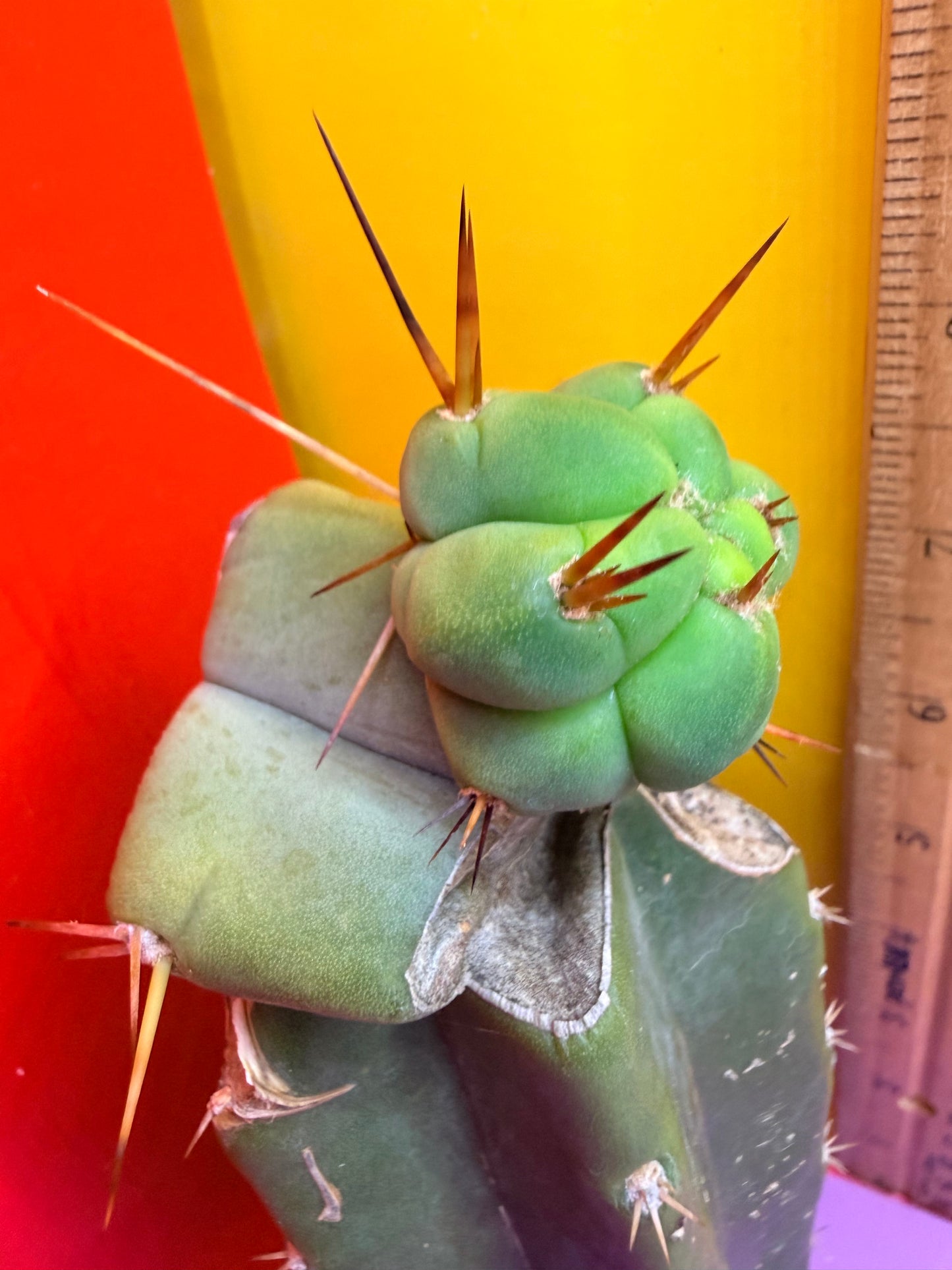 Pala Rez cactus Graft