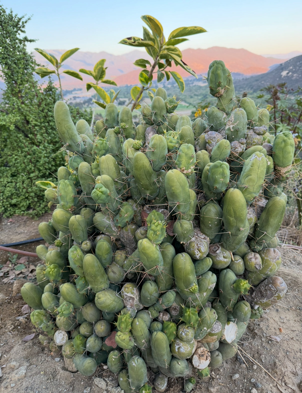Tbm-b short form TRICHOCEREUS BRIDGESII MONSTROSE – IMDAVESBUD!!!