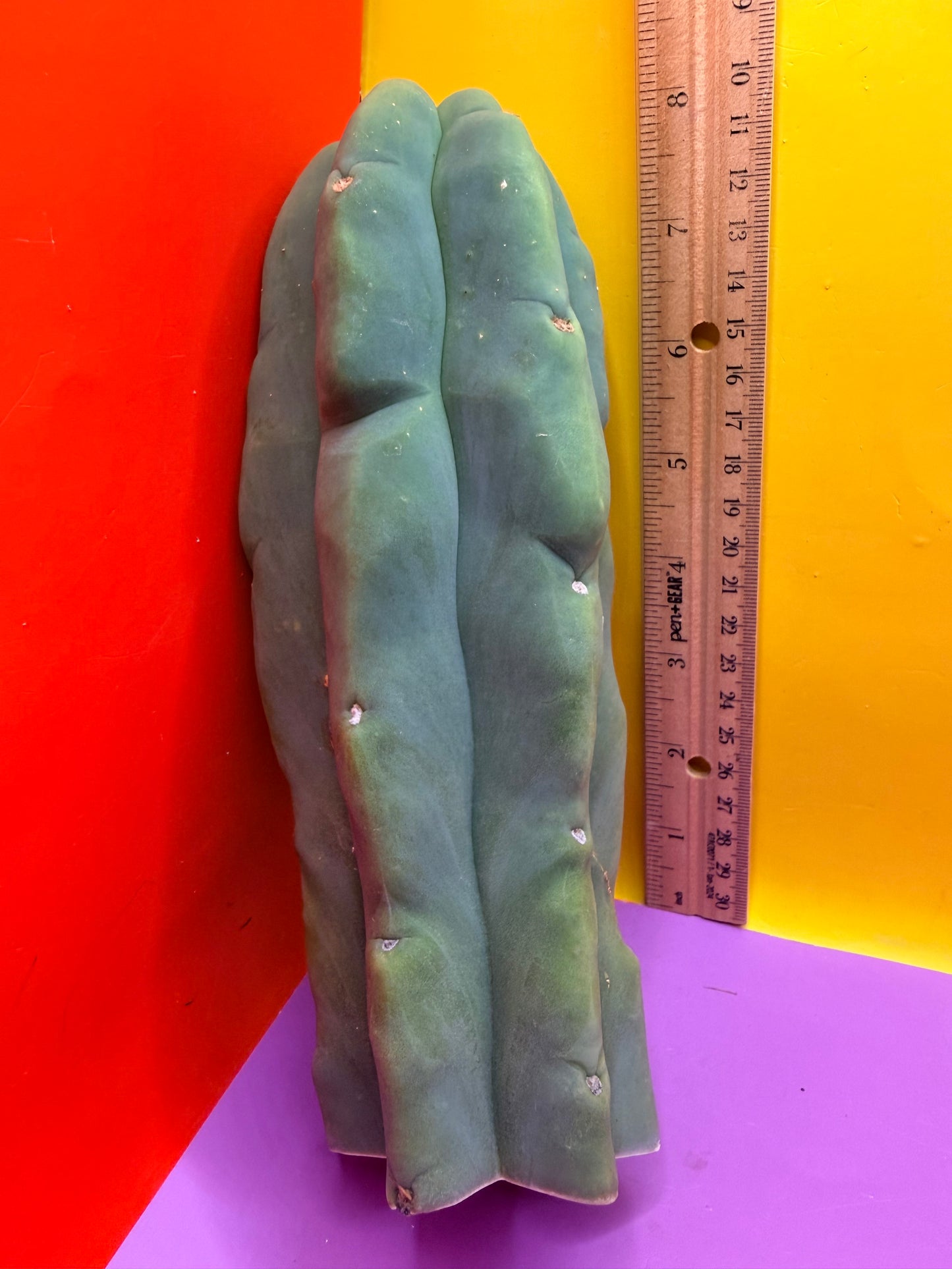 “LMA” bridgesii