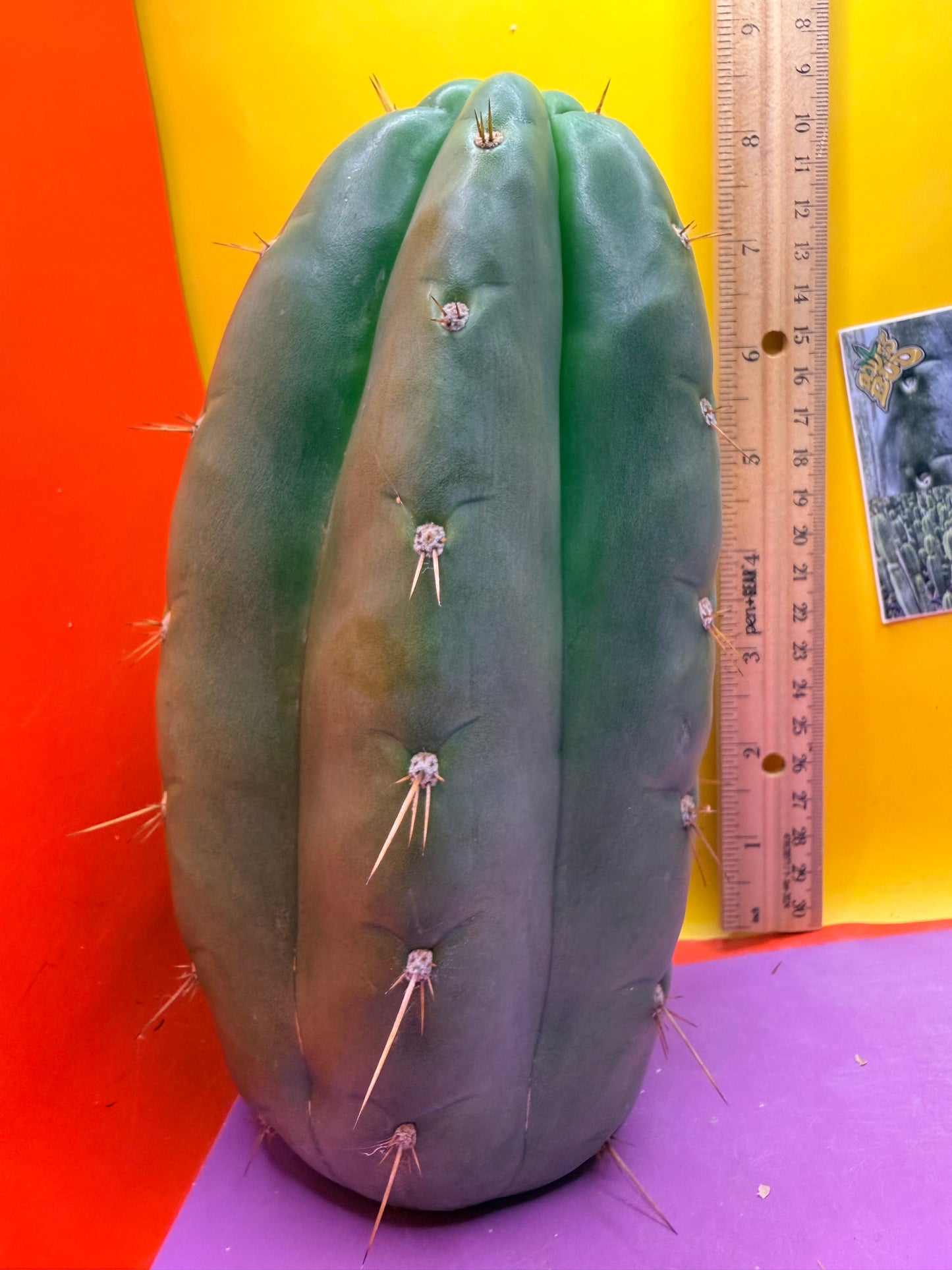 Fat huanucoensis “DON HUAN” over 4” thic !!!