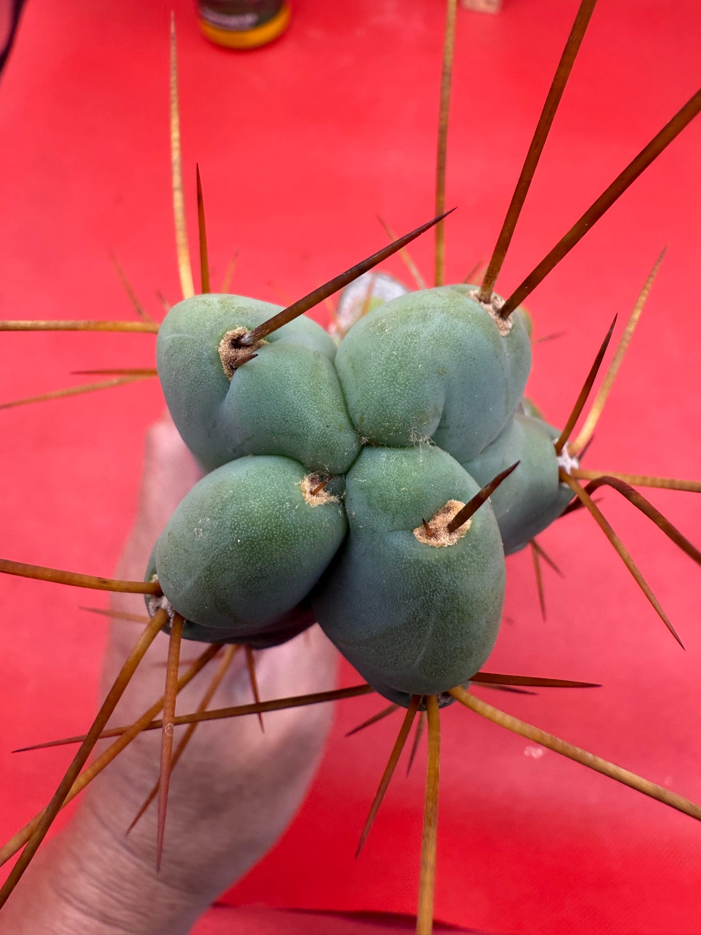 Grafted El Serpieñté