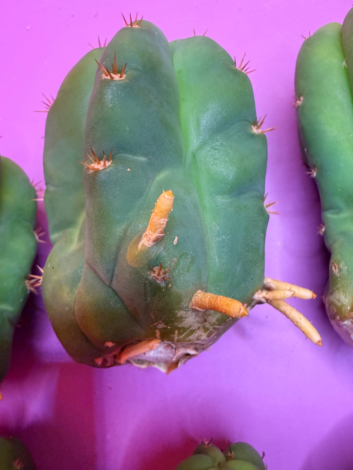 10 pack Rooted San Pedro cactus 🌵 Pups !