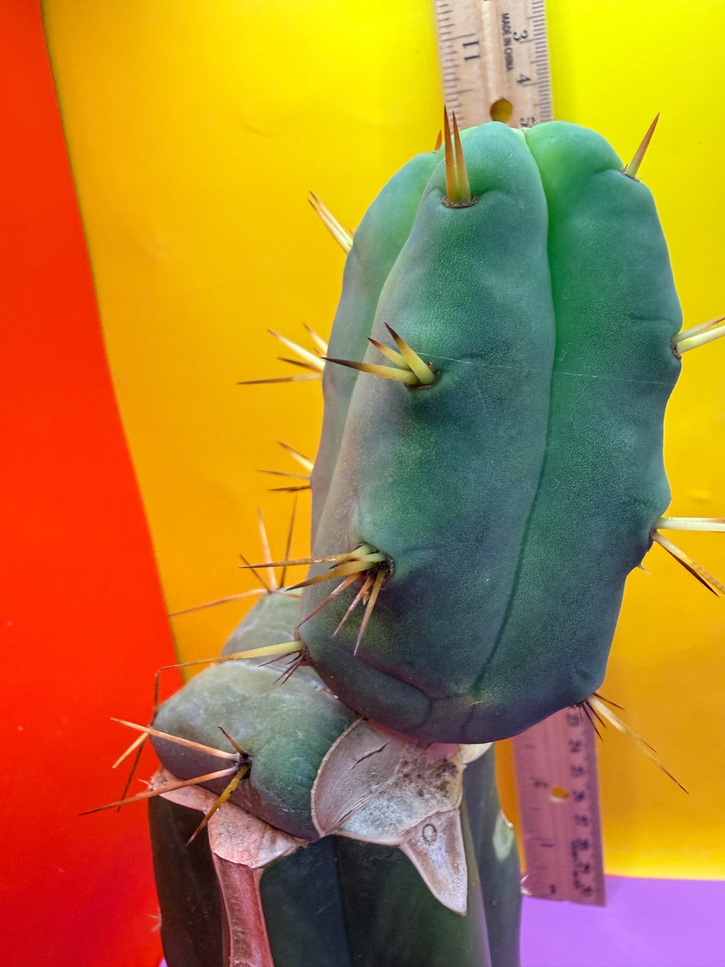 “Jimzz twin spines” 4 winds grafted cactus