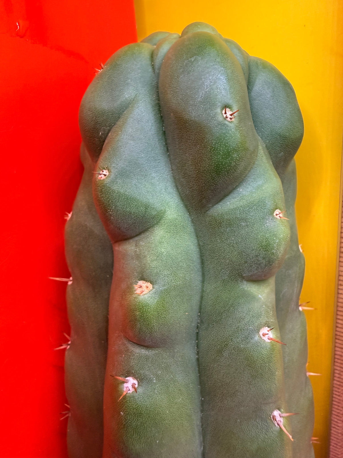 TPM -monstrose San Pedro cactus