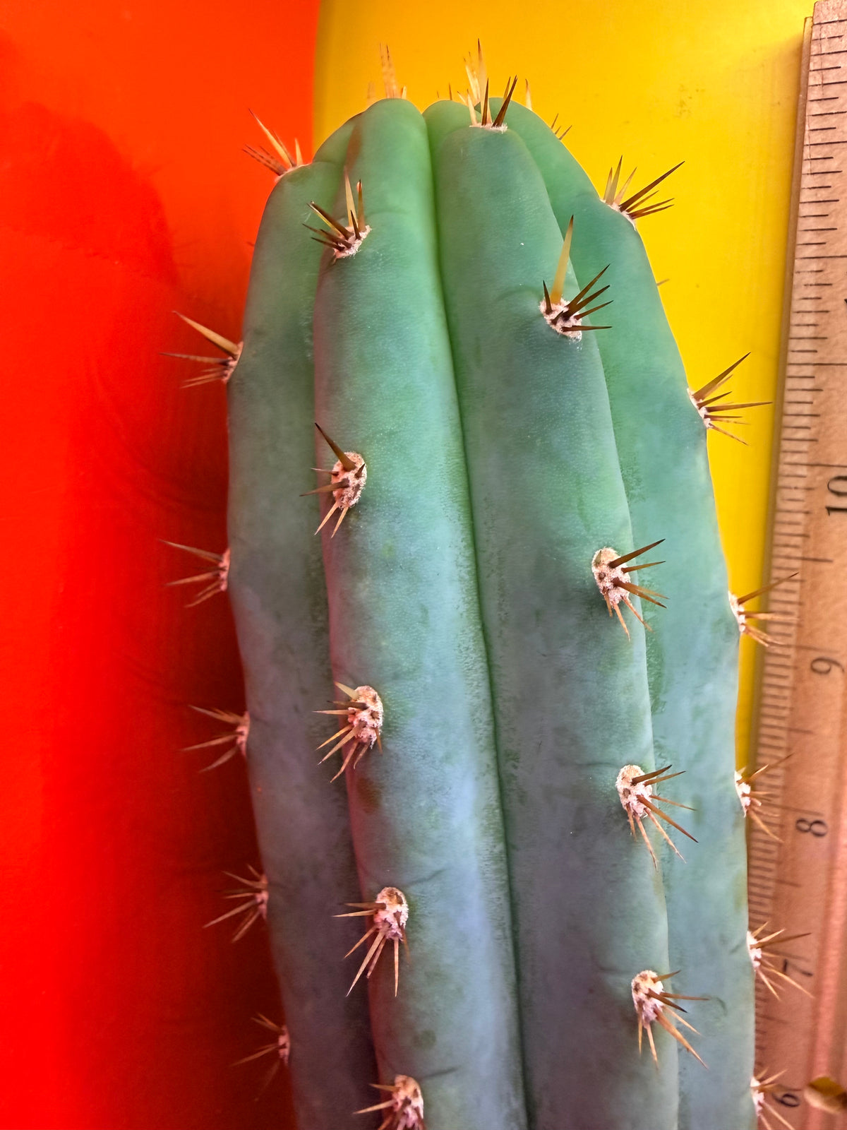 Cool San Pedro Cactus !