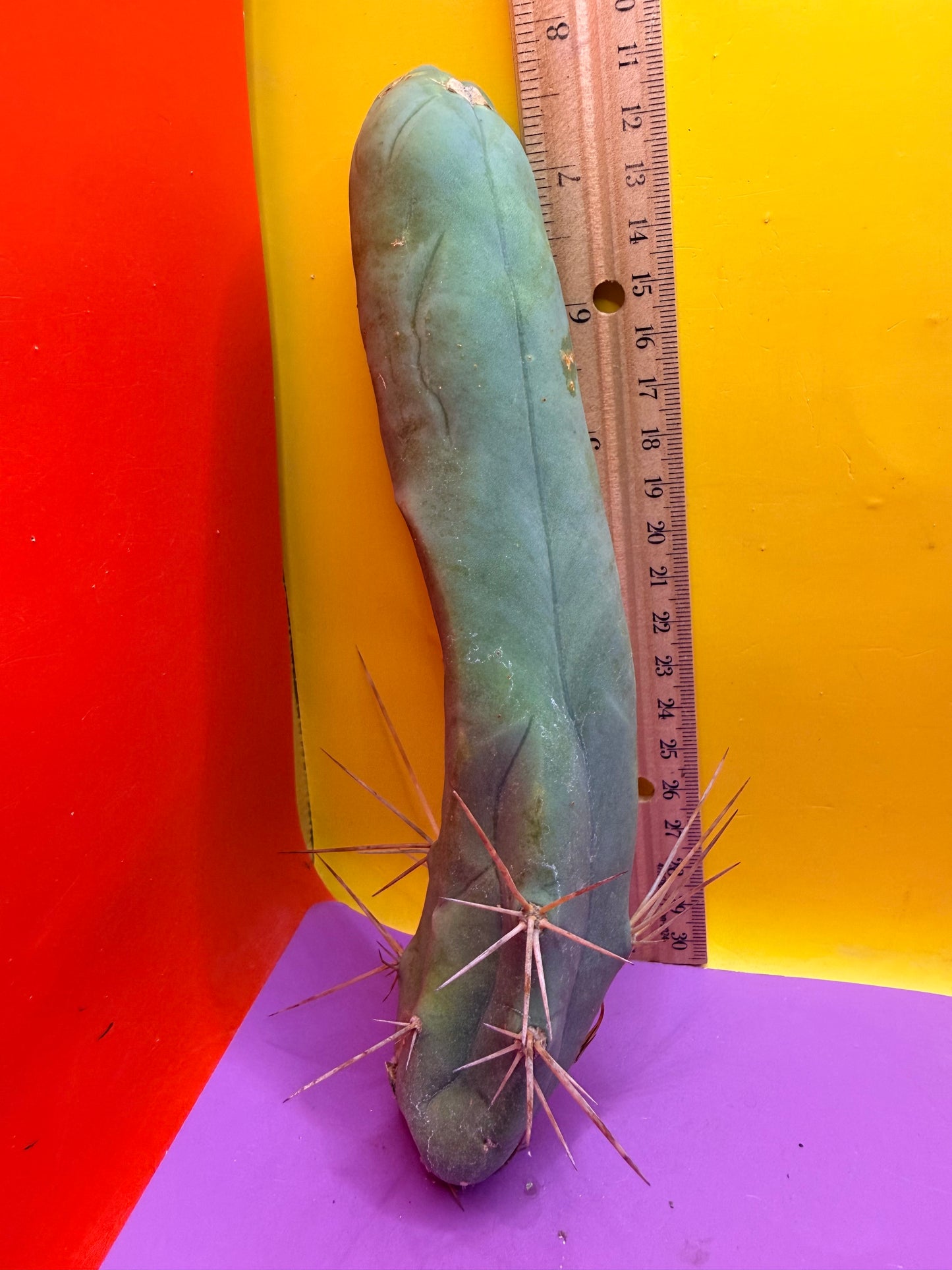 TBM-A LONG FORM CACTUS