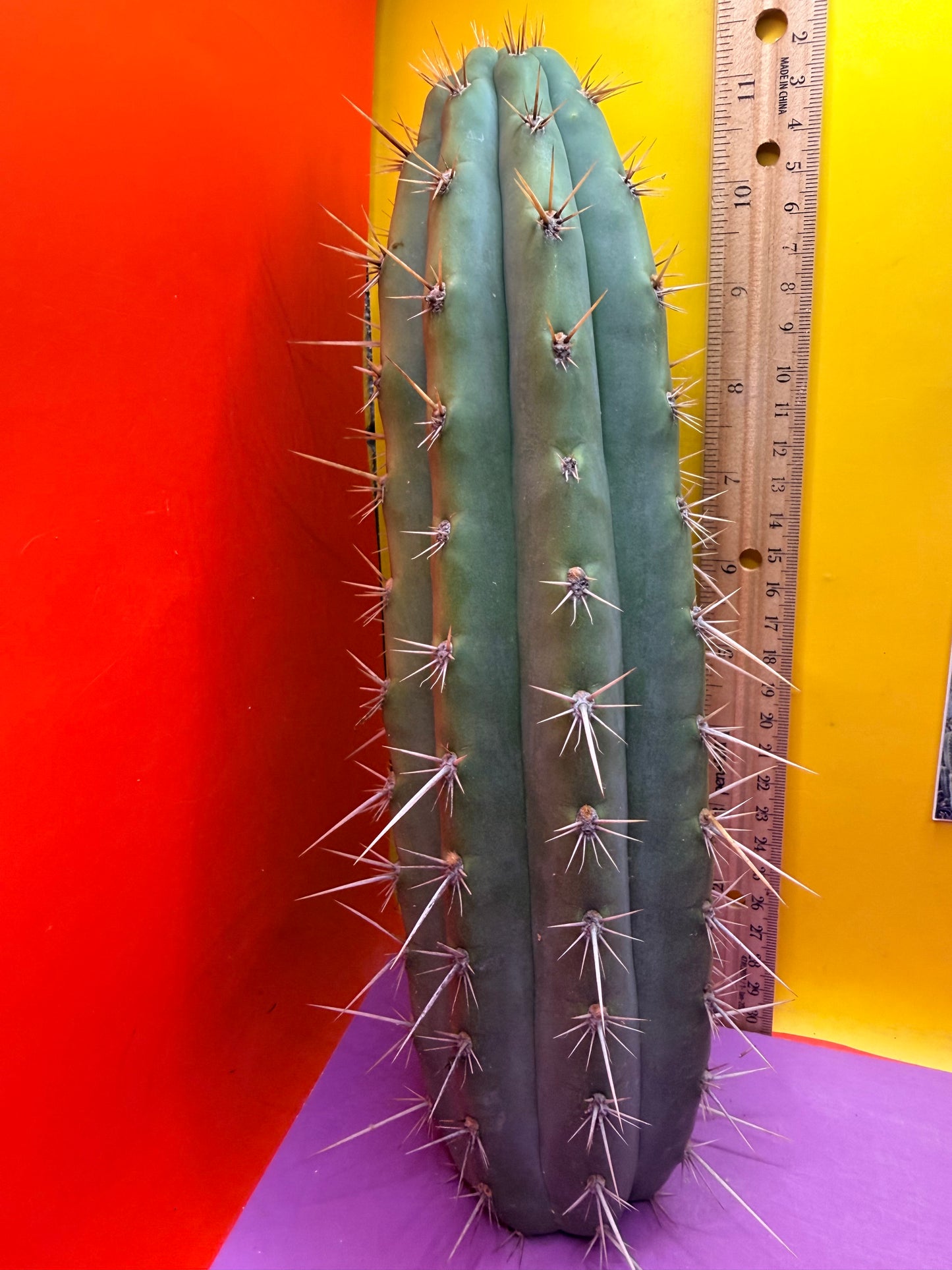 Trichocereus Puquiensis - cv “Linda”