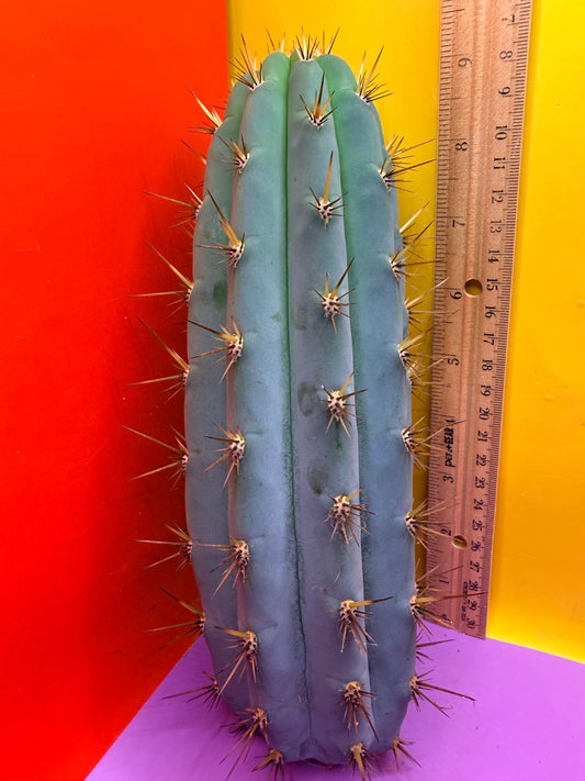 Serra blue