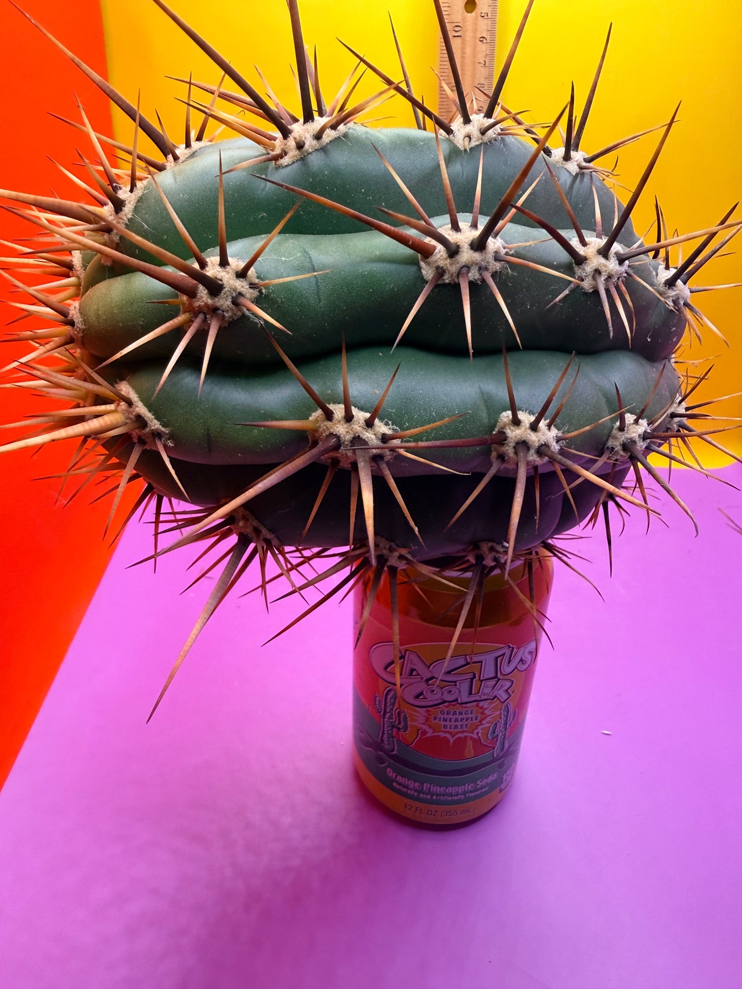 Trichocereus Tacaquirensis 🌶️🌶️