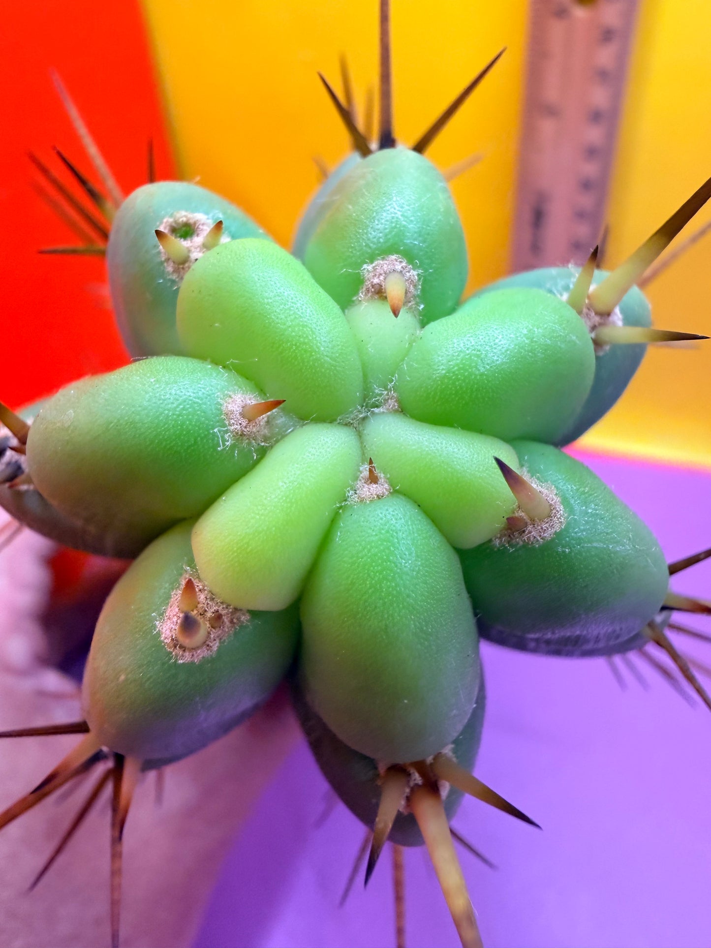 PALA  ! This exact cactus cutting of trichocereus
