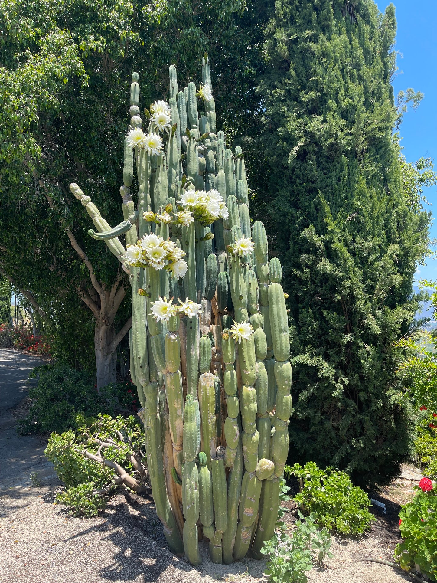 SALE !!! 100 San Pedro Cactus - “Cahuilla” O.p. seeds!!