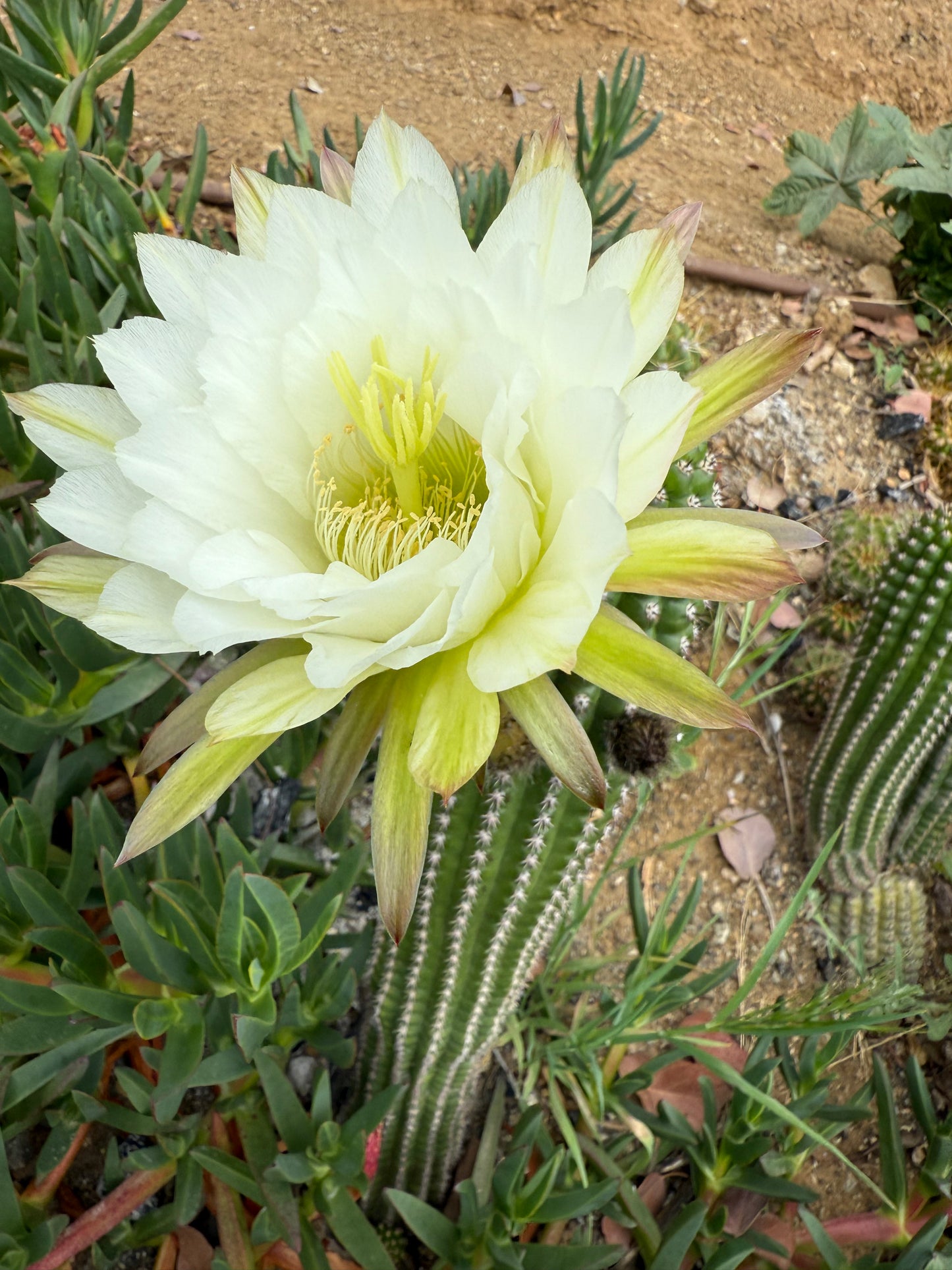 Trichocereus Brevispinulosus x Cahuilla seeds