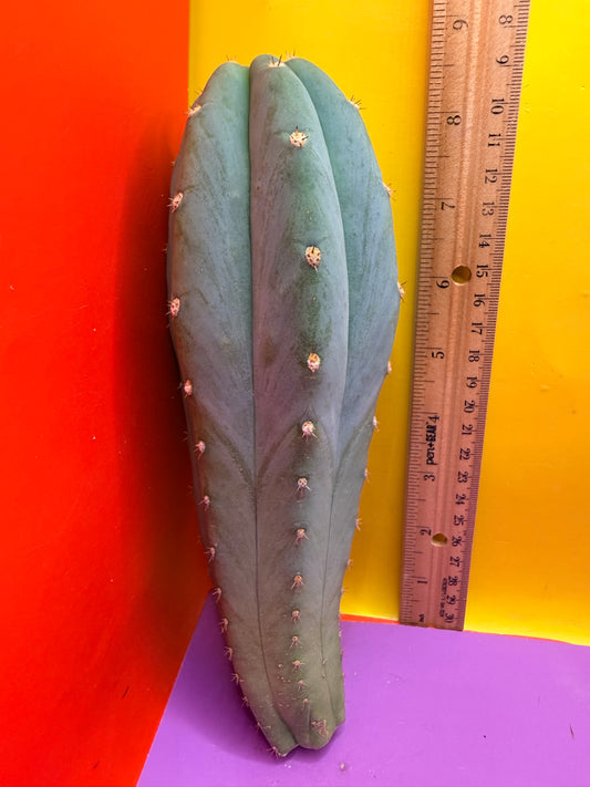 BLUE JUULES GIANT !
