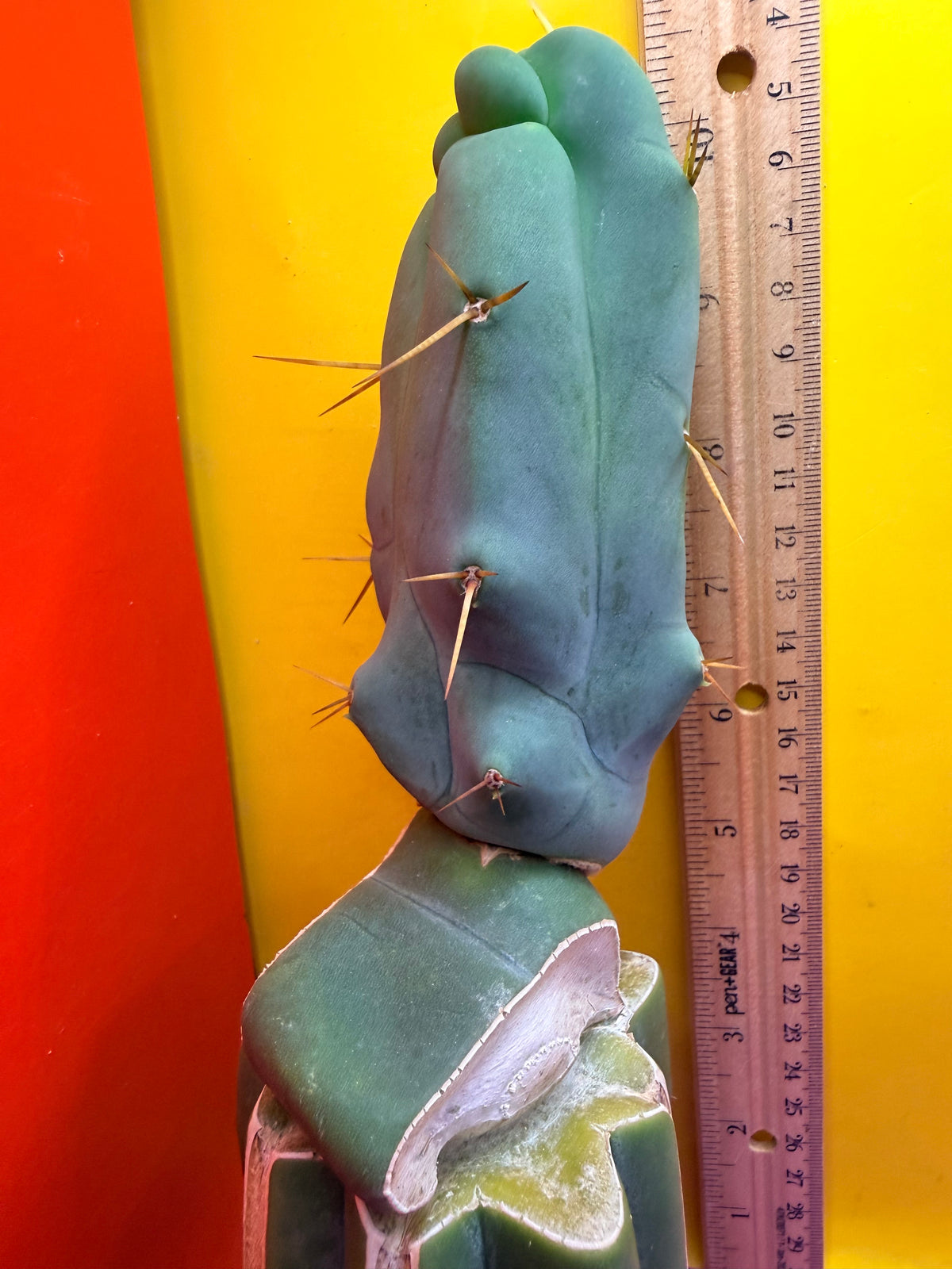 WALTS DRAGON ! 🐉 grafted cactus