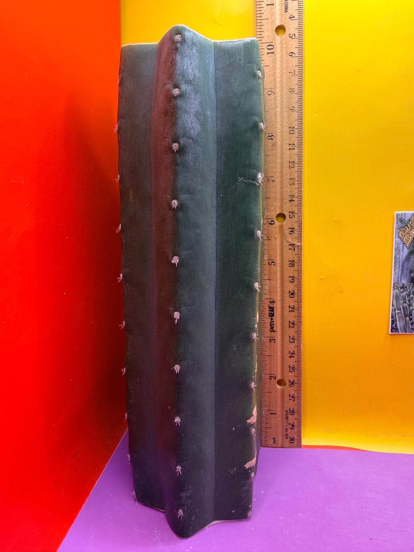 Mature Cahuilla cactus Mid section cutting