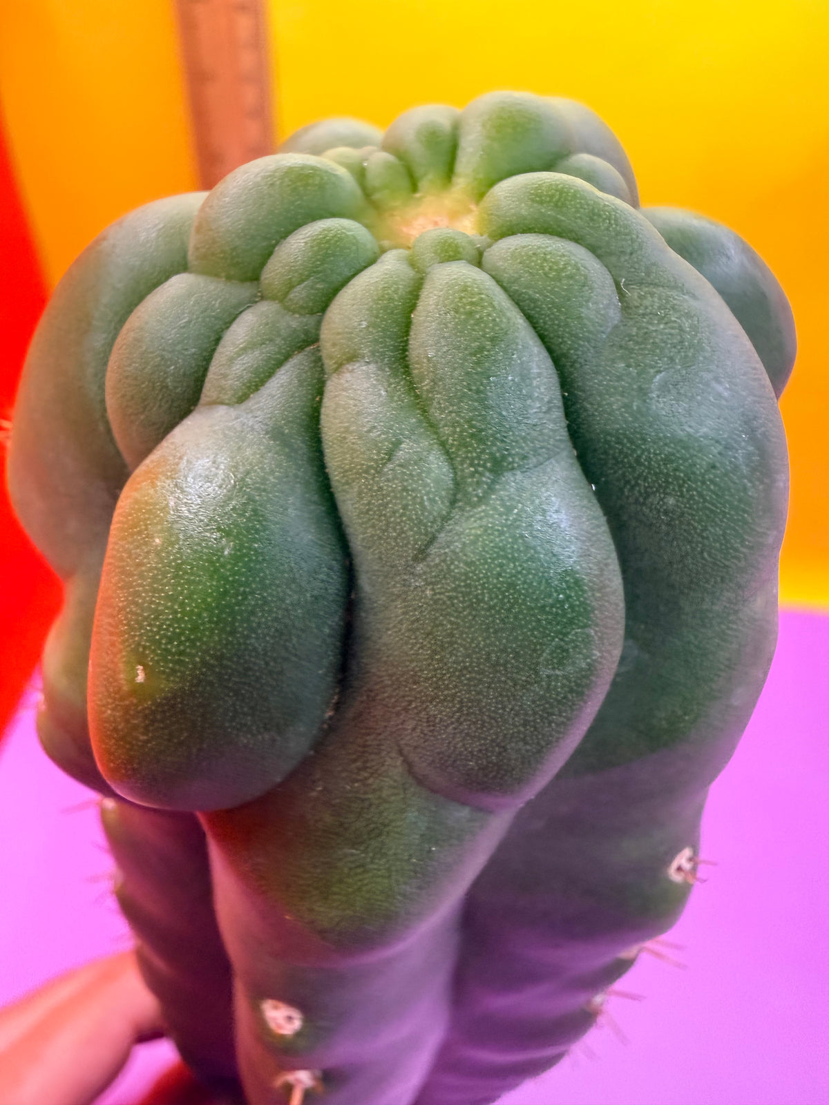 TPM -monstrose San Pedro cactus
