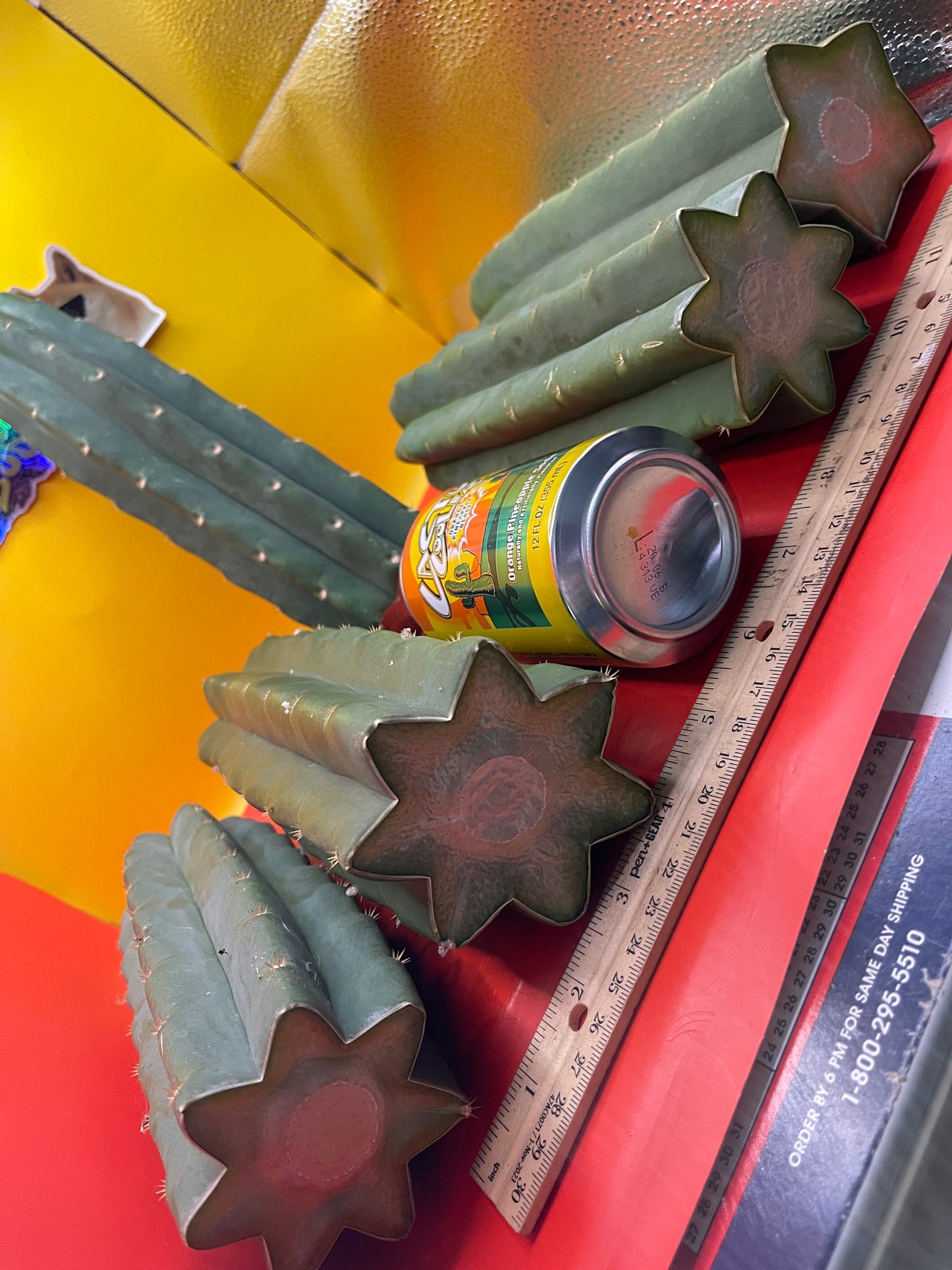 San Pedro Cactus cutting - Medium 8”-10”ready to ship !