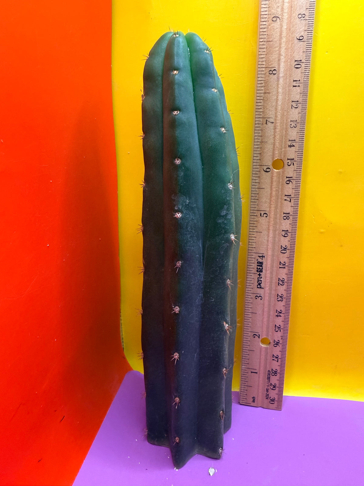Sals Blue x Huanucoensis